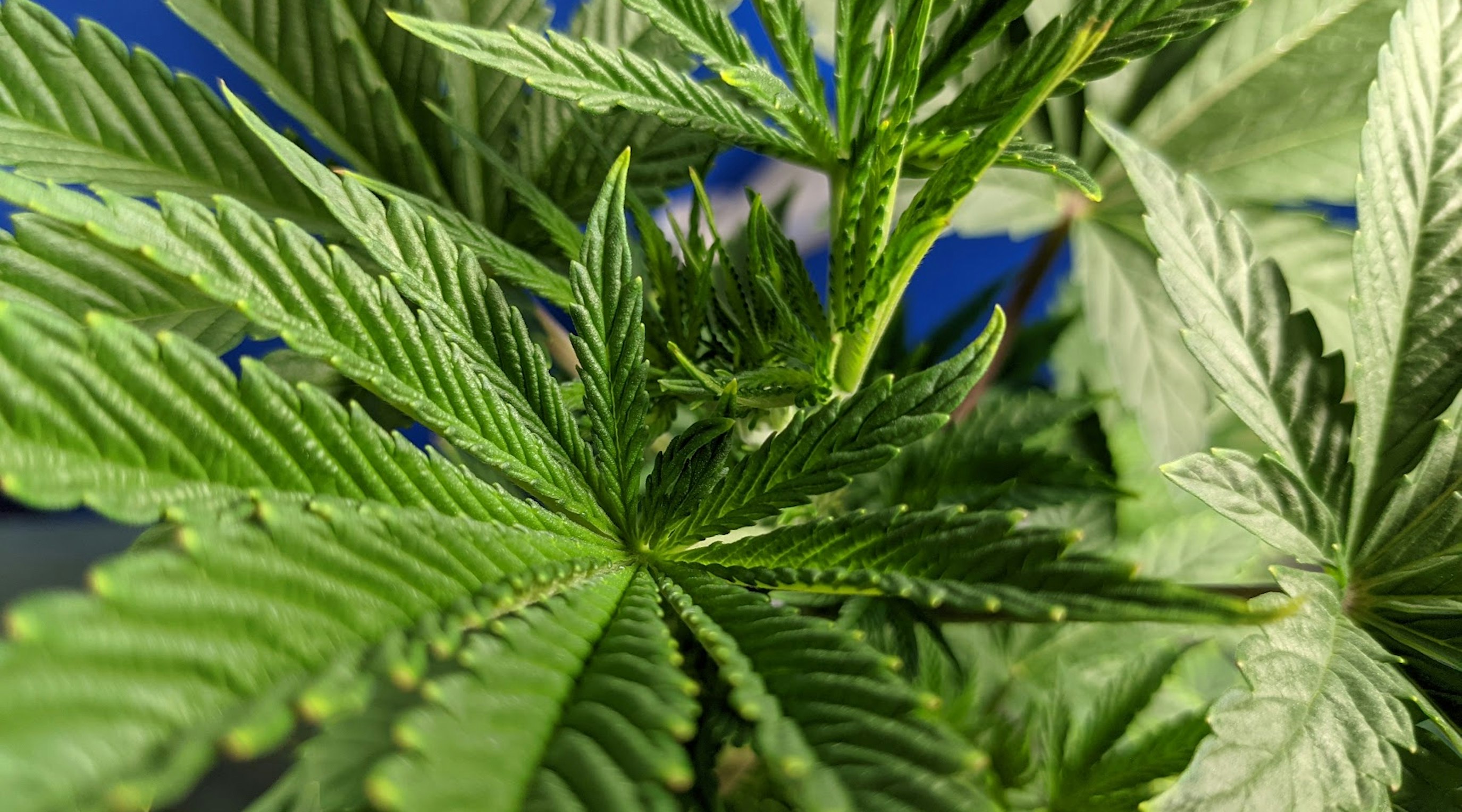 Where to Grow Cannabis in the World Where to Grow Cannabis in the World