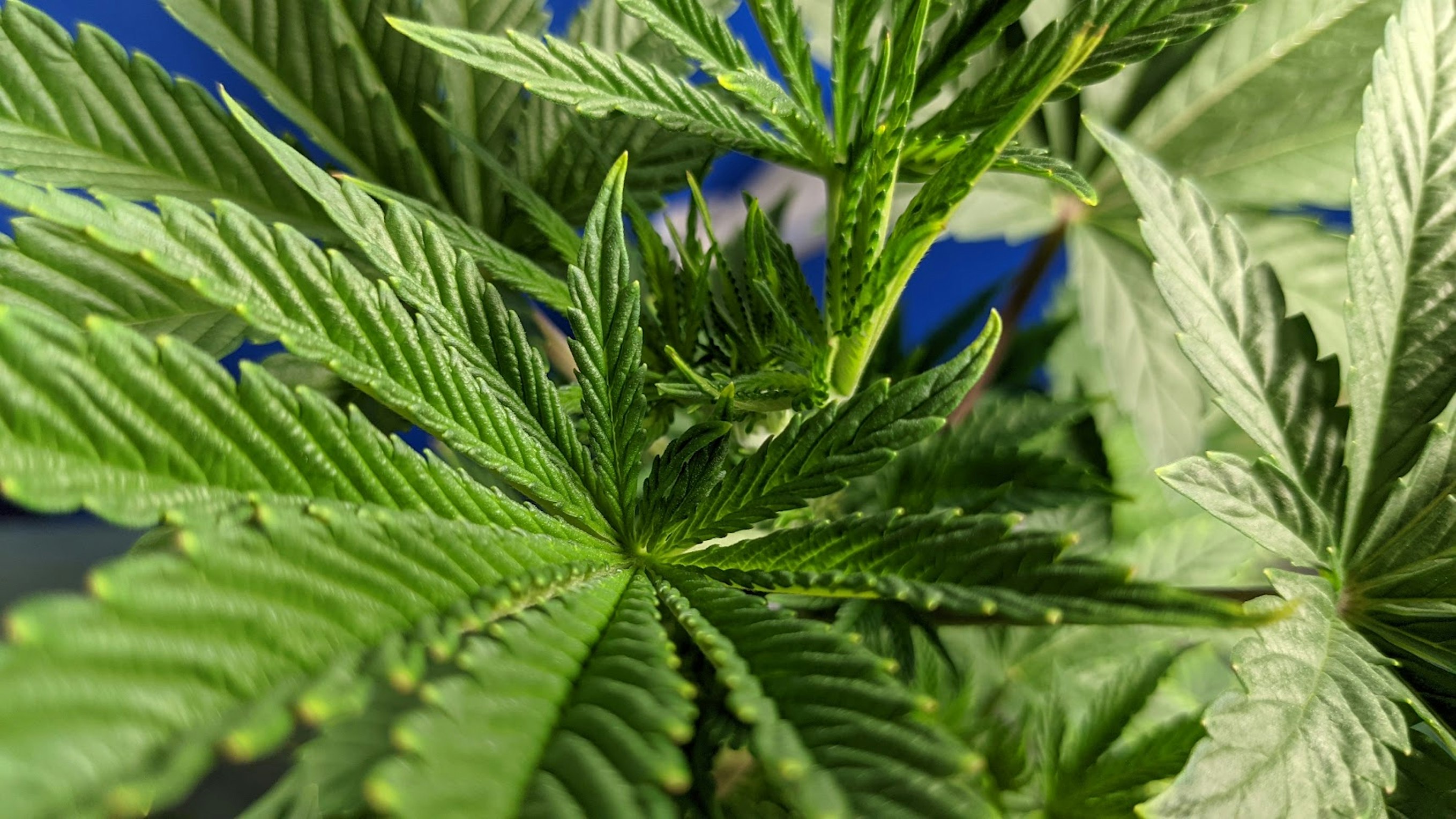 Where to Grow Cannabis in the World