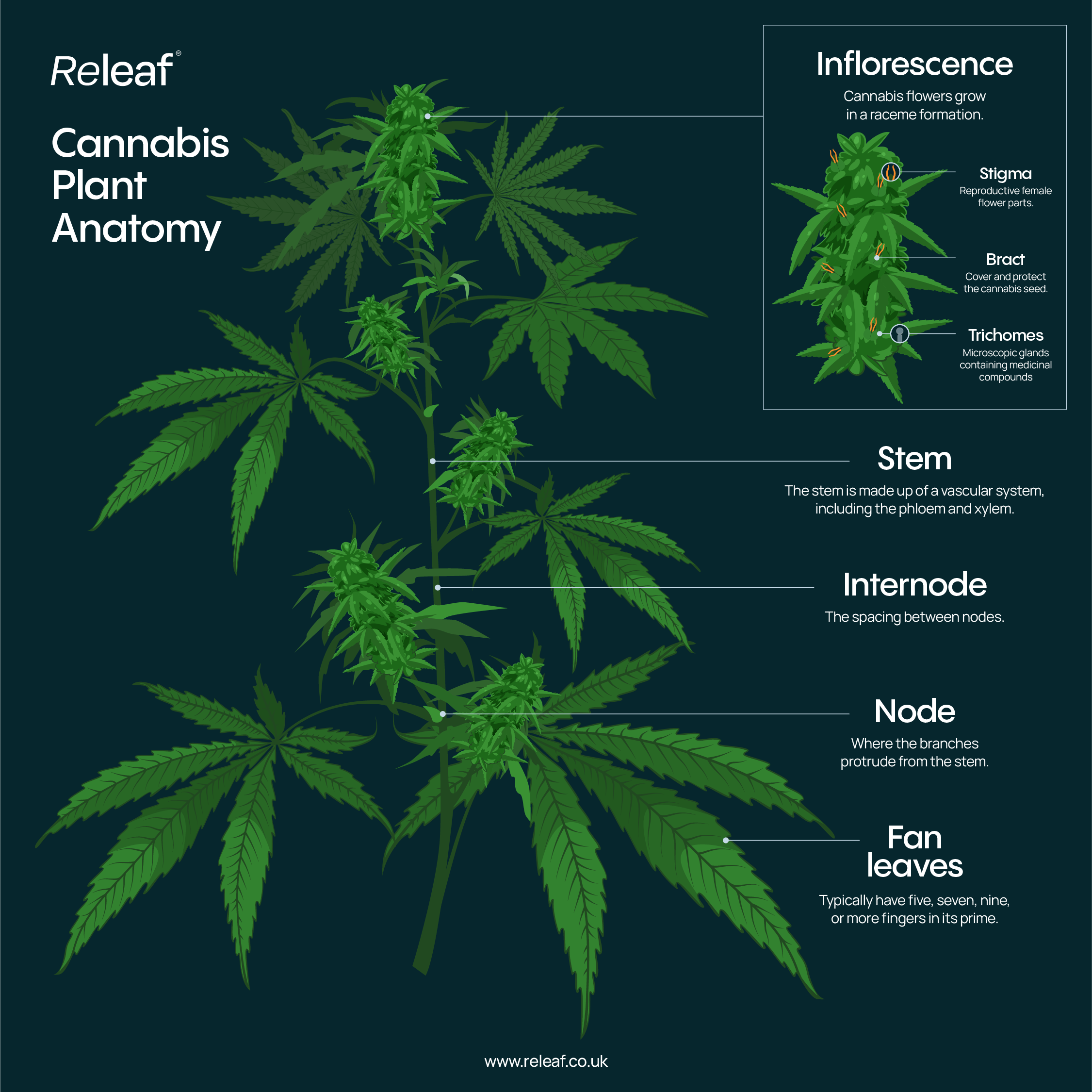 cannabis anatomy