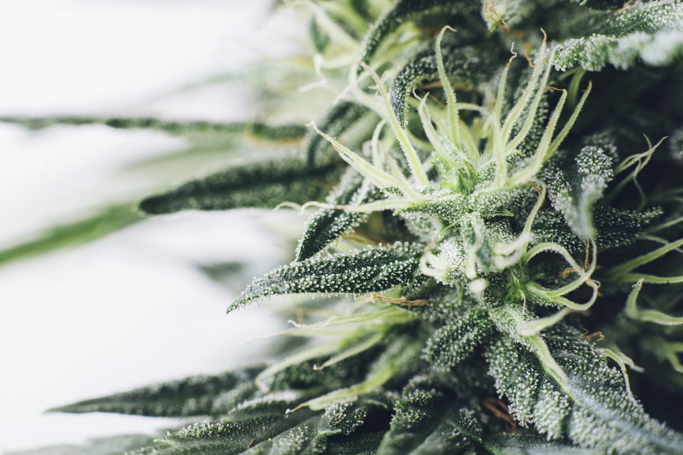 Respecting science: Correcting cannabis nomenclature