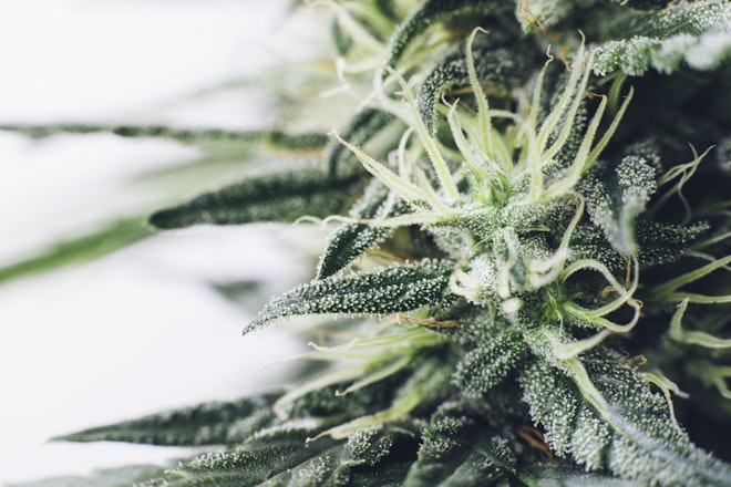 Respecting science: Correcting cannabis nomenclature