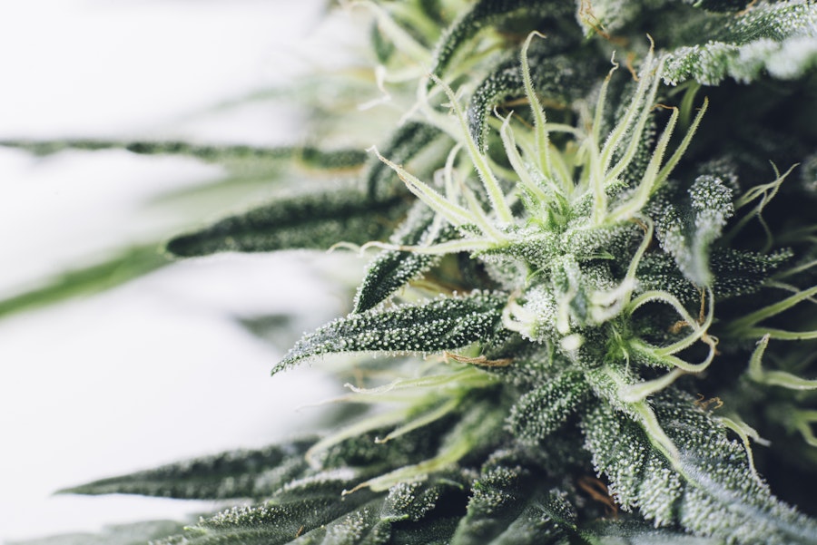 Respecting science: Correcting cannabis nomenclature