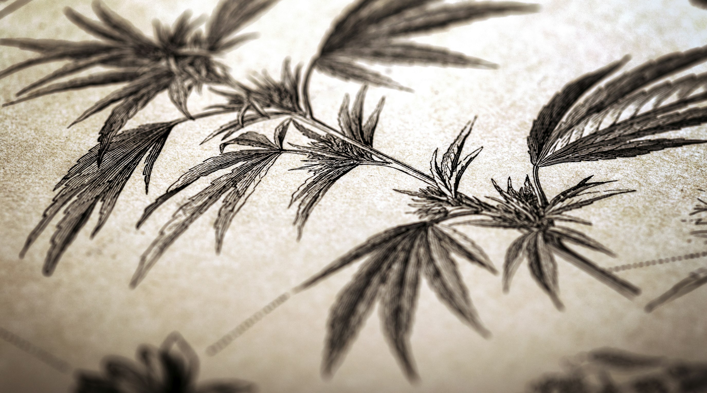 A historical overview of cannabis legality in the UK A historical overview of cannabis legality in the UK