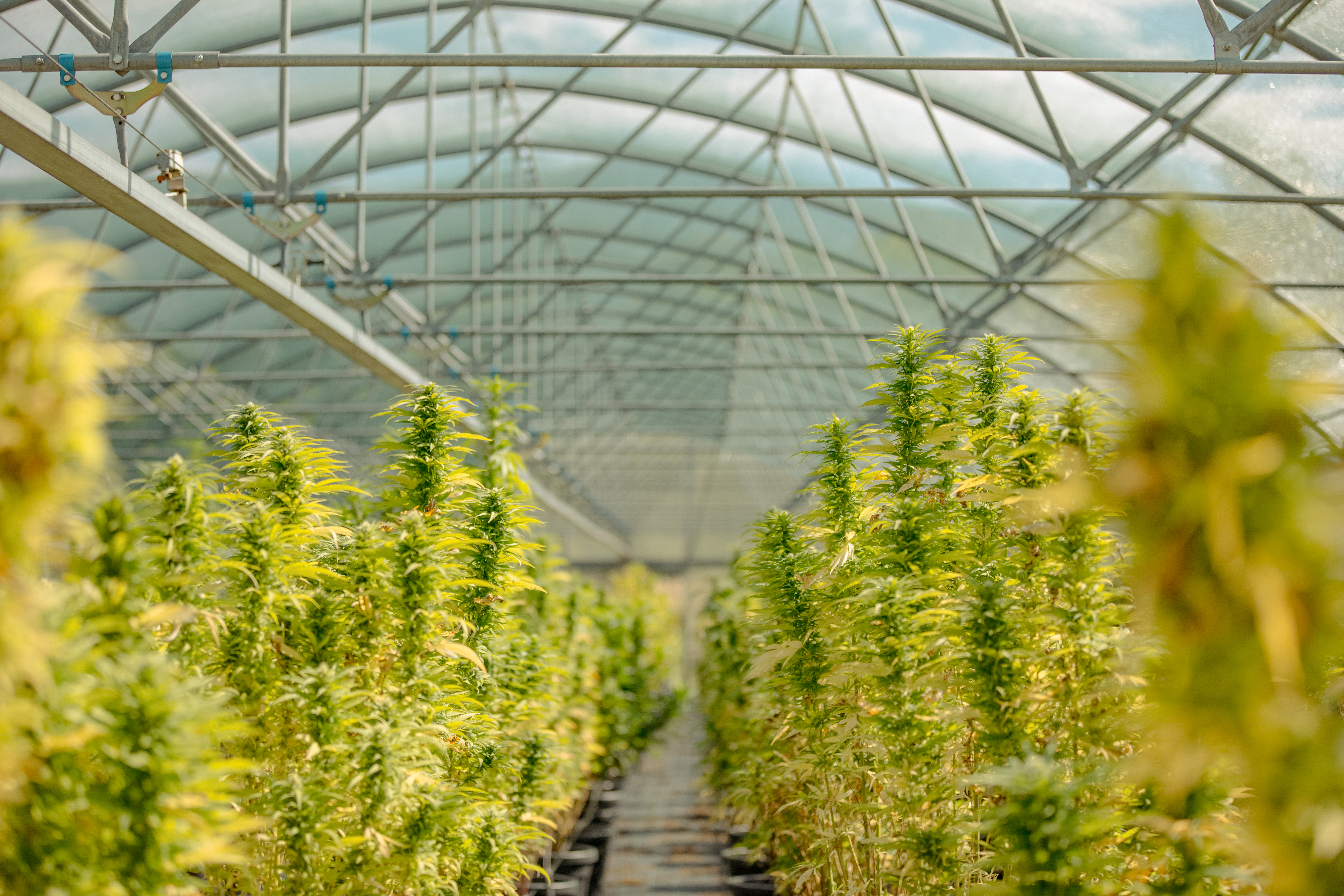 what is medical cannabis?