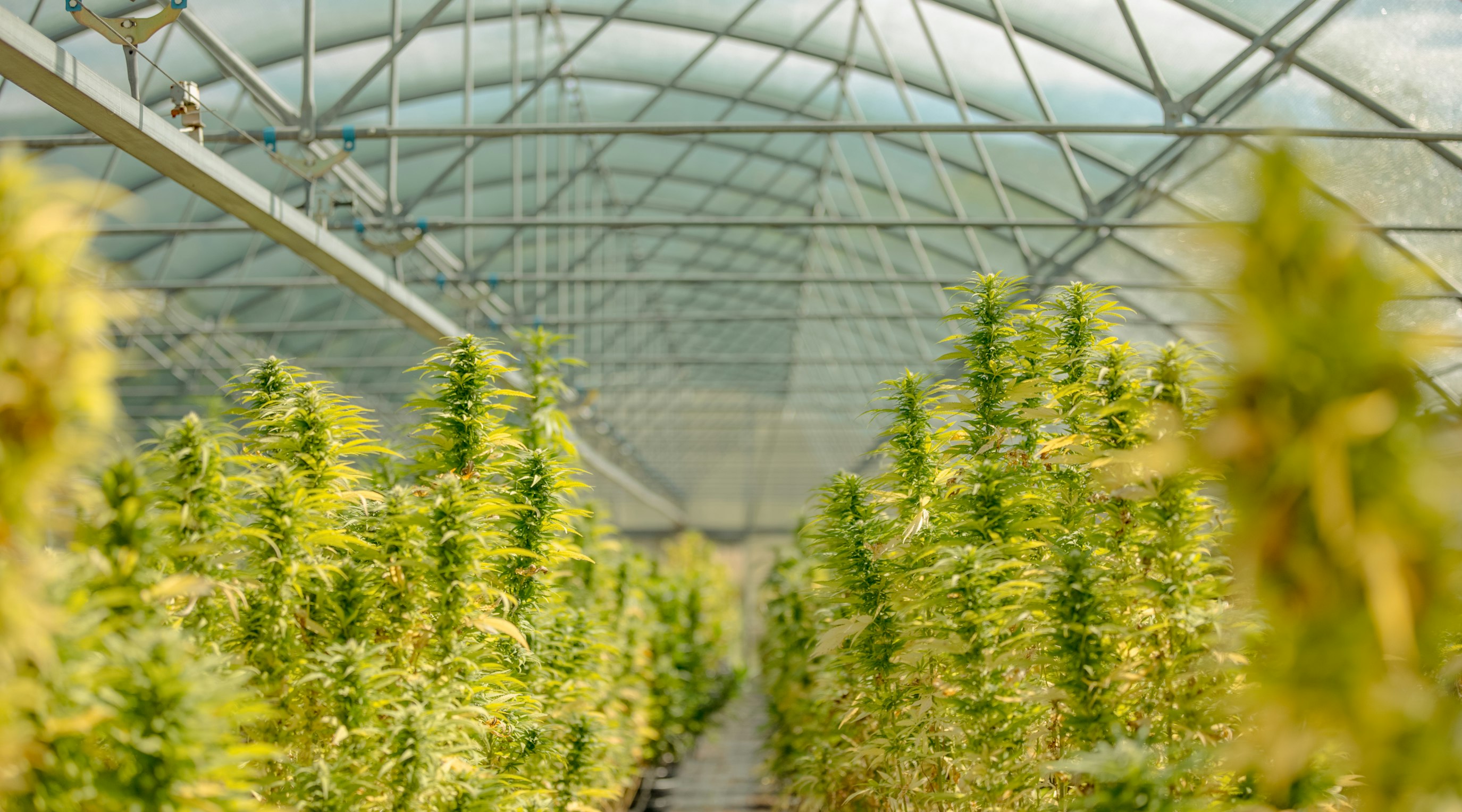 How much medical cannabis does the UK export each year? how much cannabis does the uk export