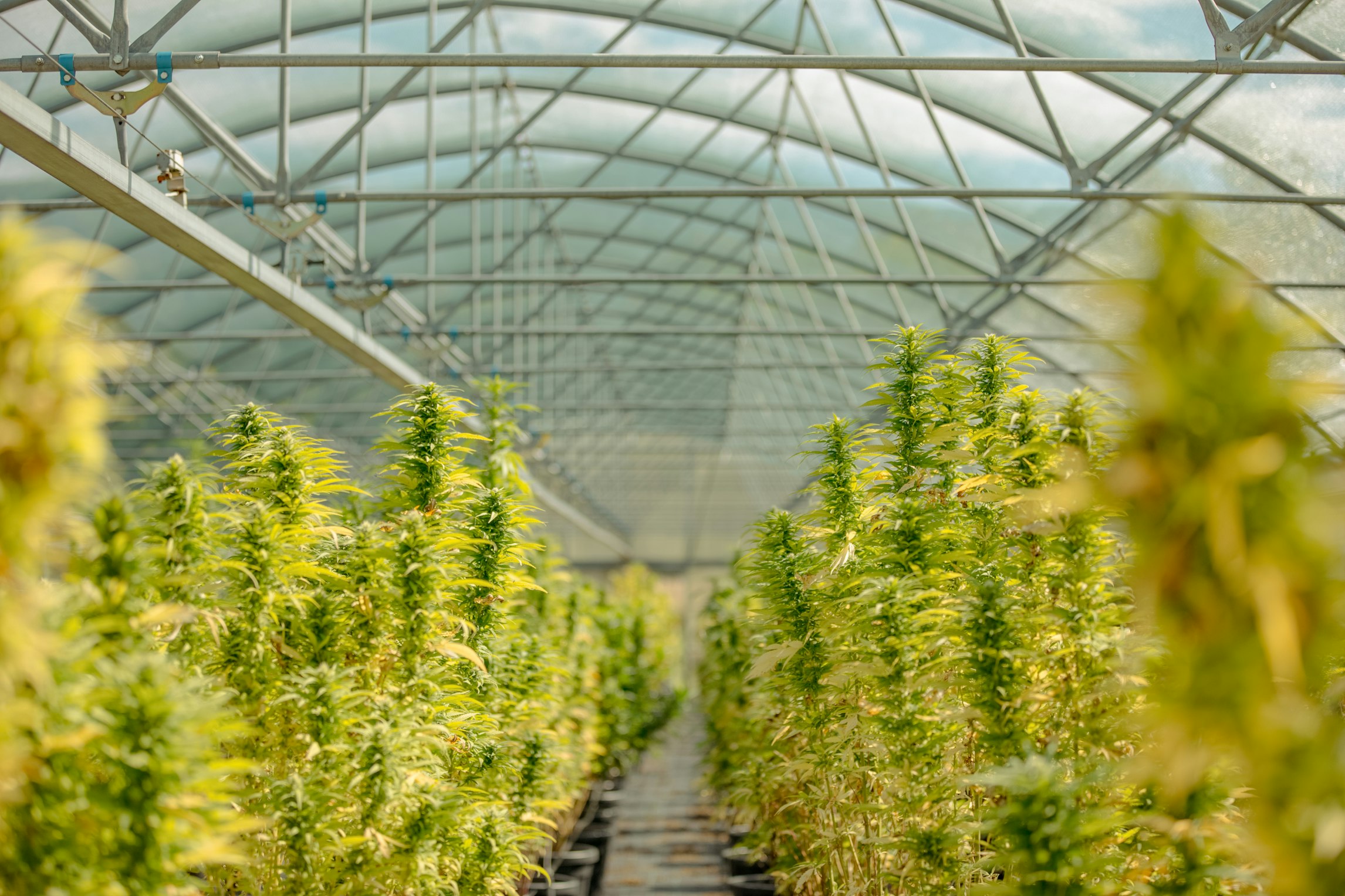 How much medical cannabis does the UK export each year?