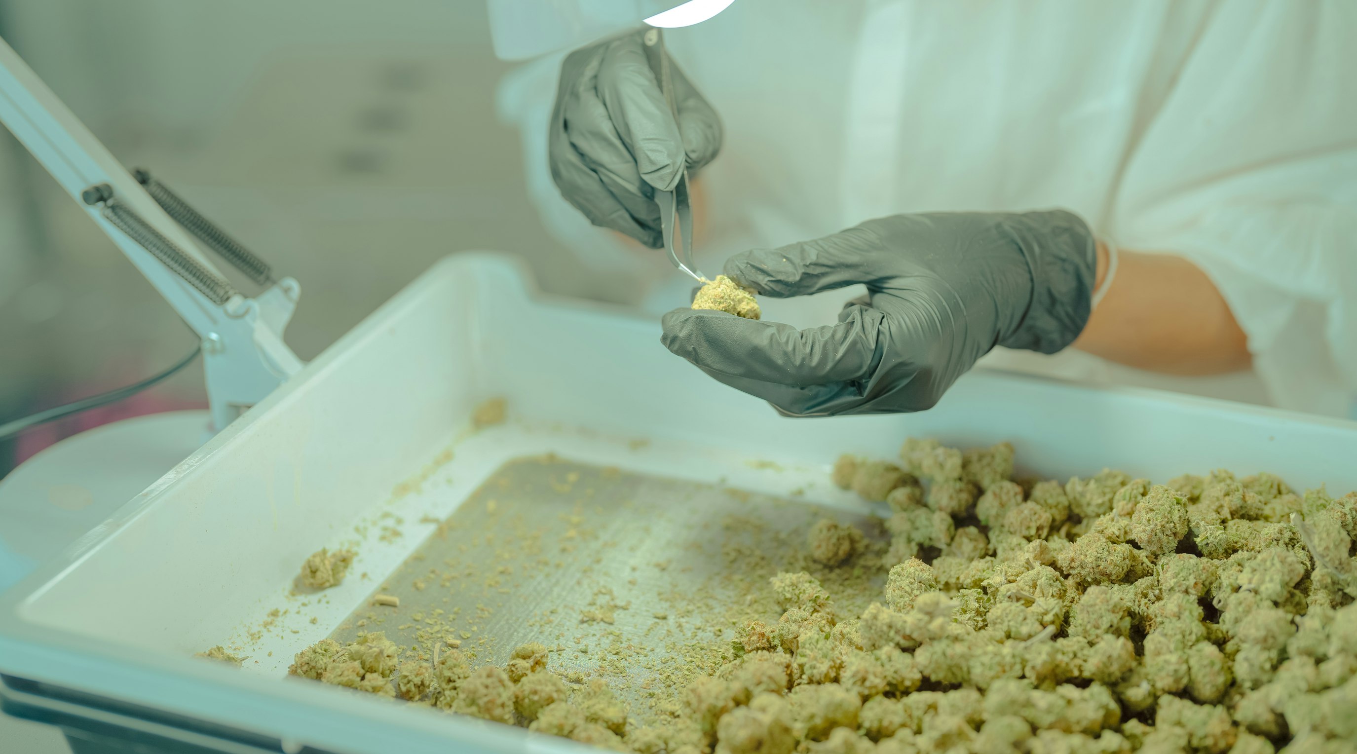 Greek study suggests medical cannabis can improve patient's quality of life Greek study suggests medical cannabis can improve patient's quality of life