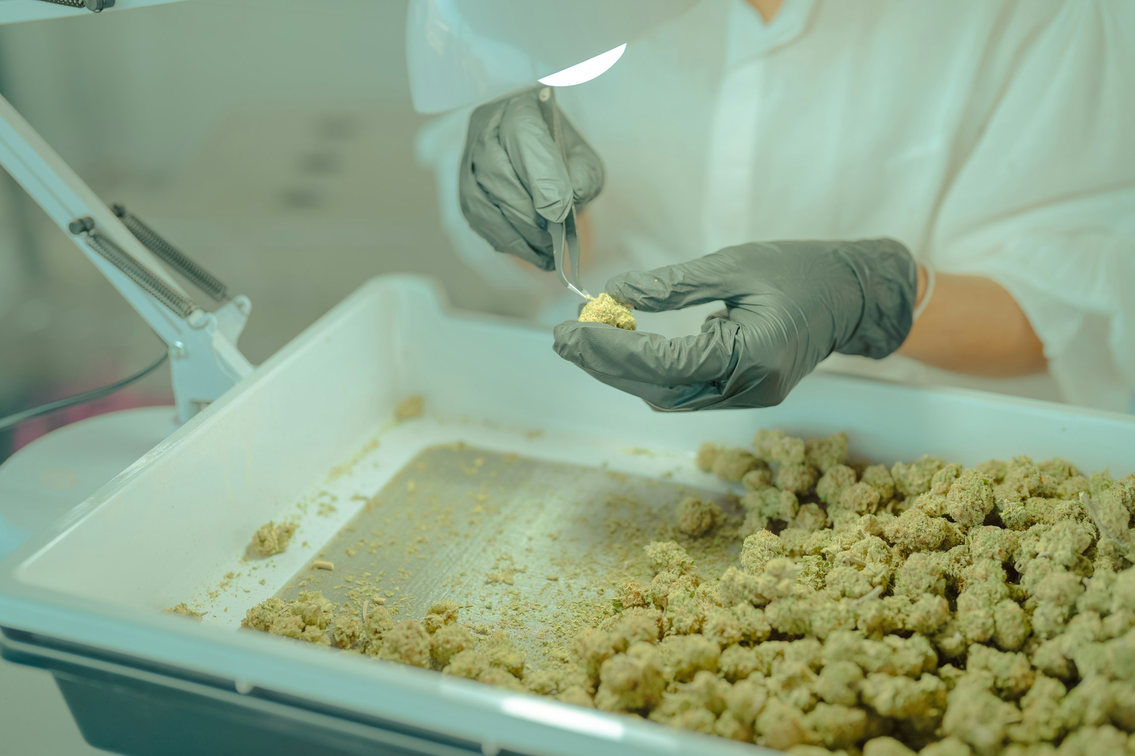 Greek study suggests medical cannabis can improve patient's quality of life