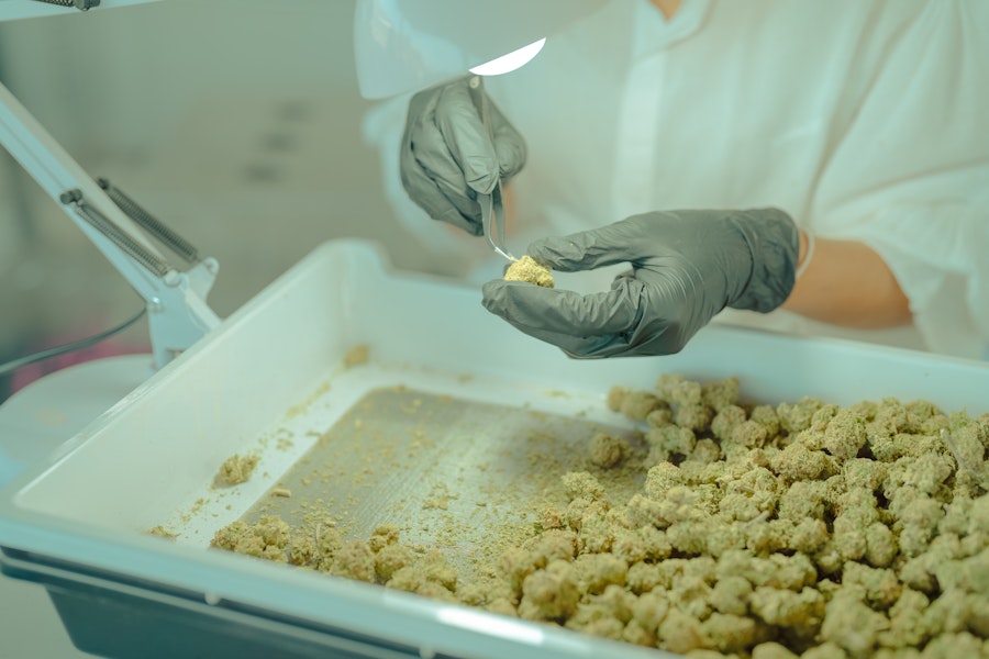 Greek study suggests medical cannabis can improve patient's quality of life