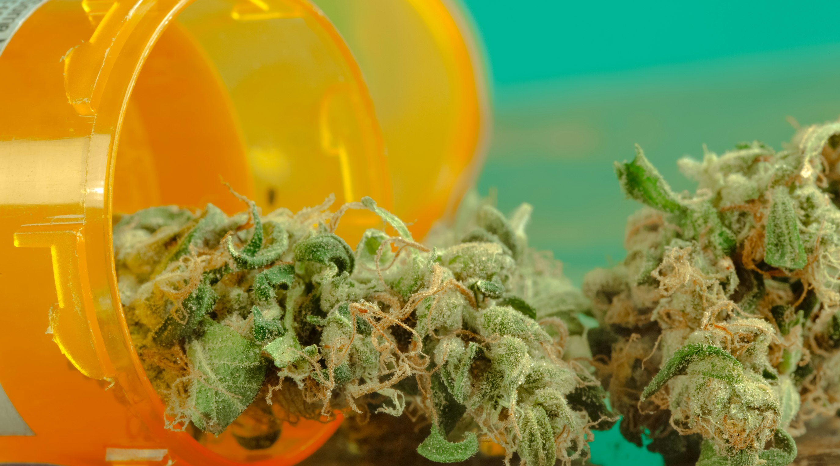 What is cannabis and how does it work in the body? What is cannabis and how does it work in the body?