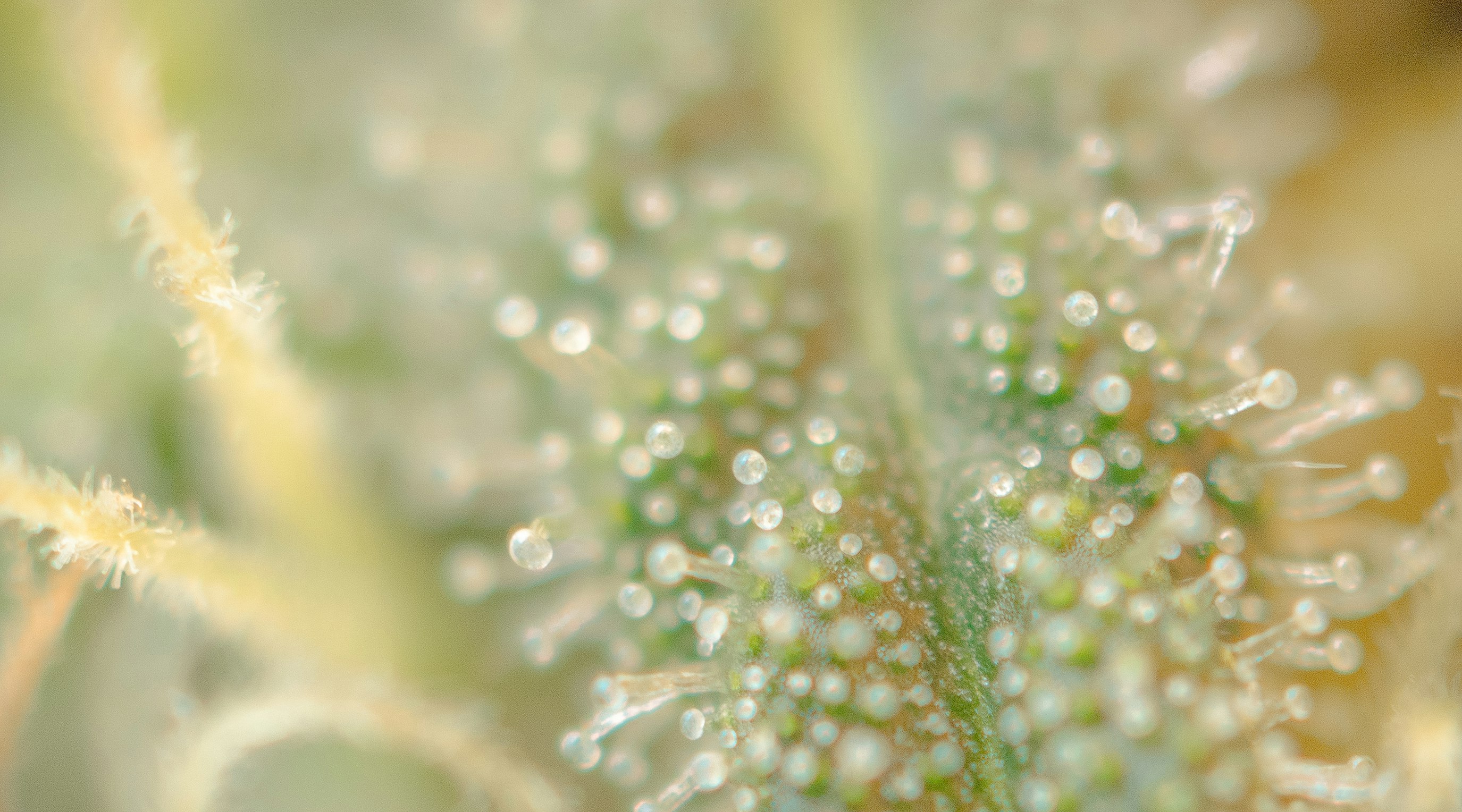 Understanding the benefits and risks of THC oil Understanding the benefits and risks of THC oil