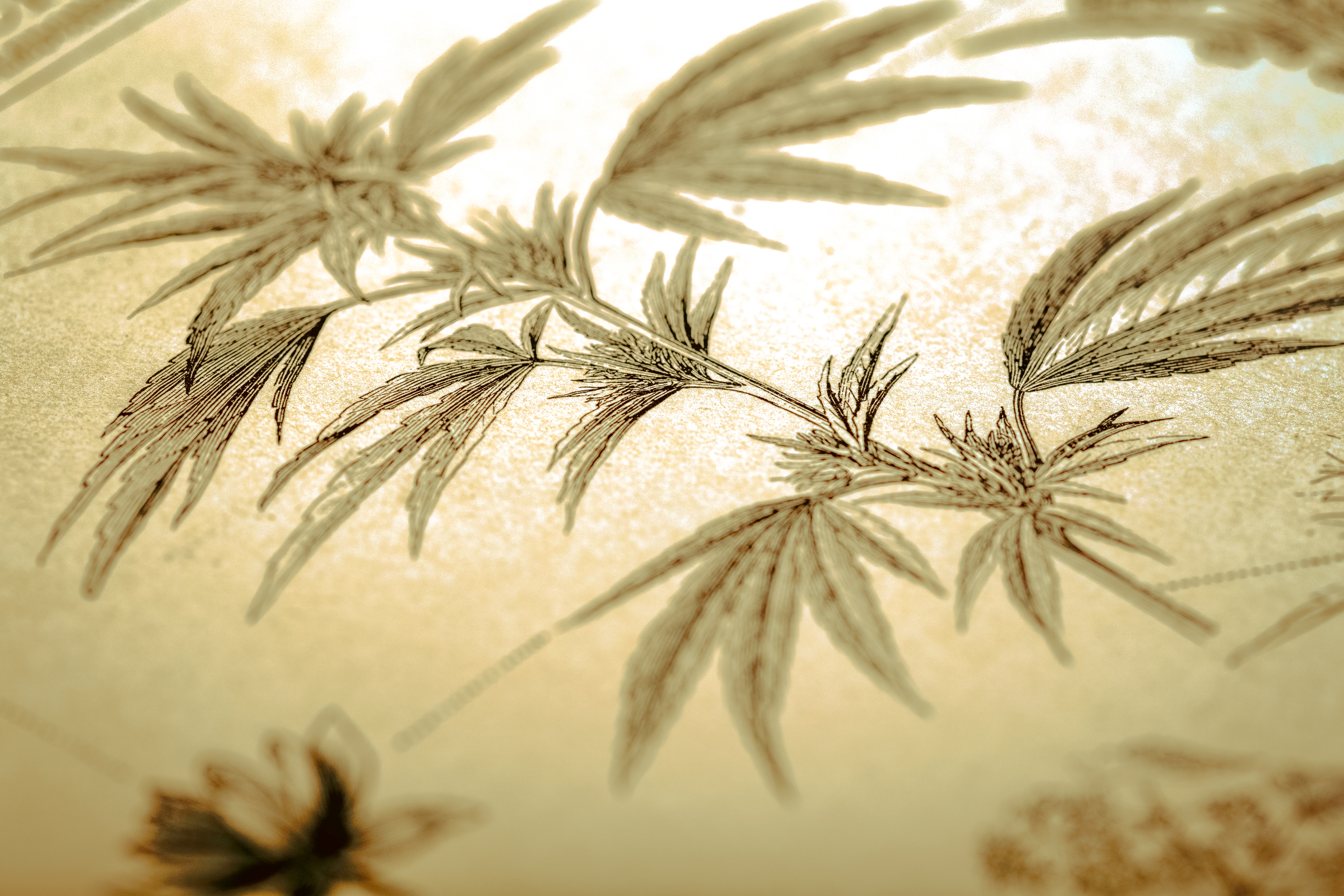 Cannabis history