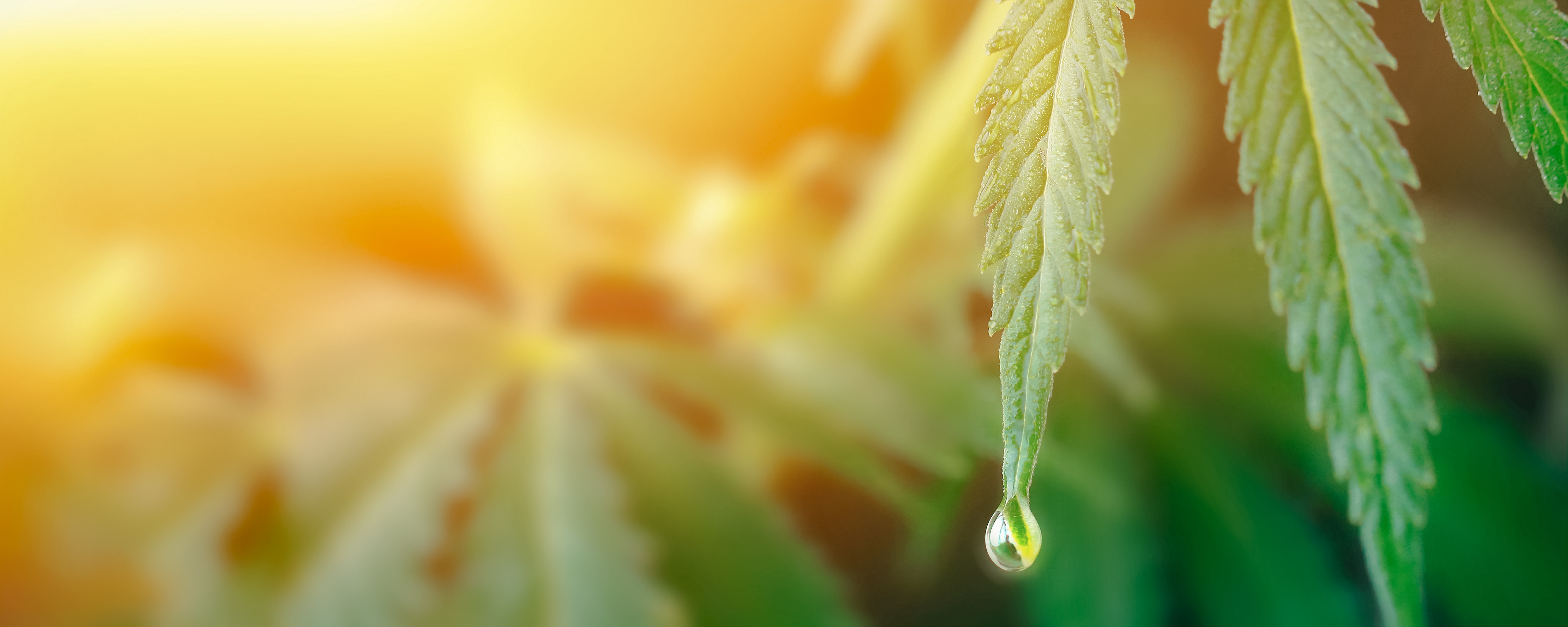 THC oil