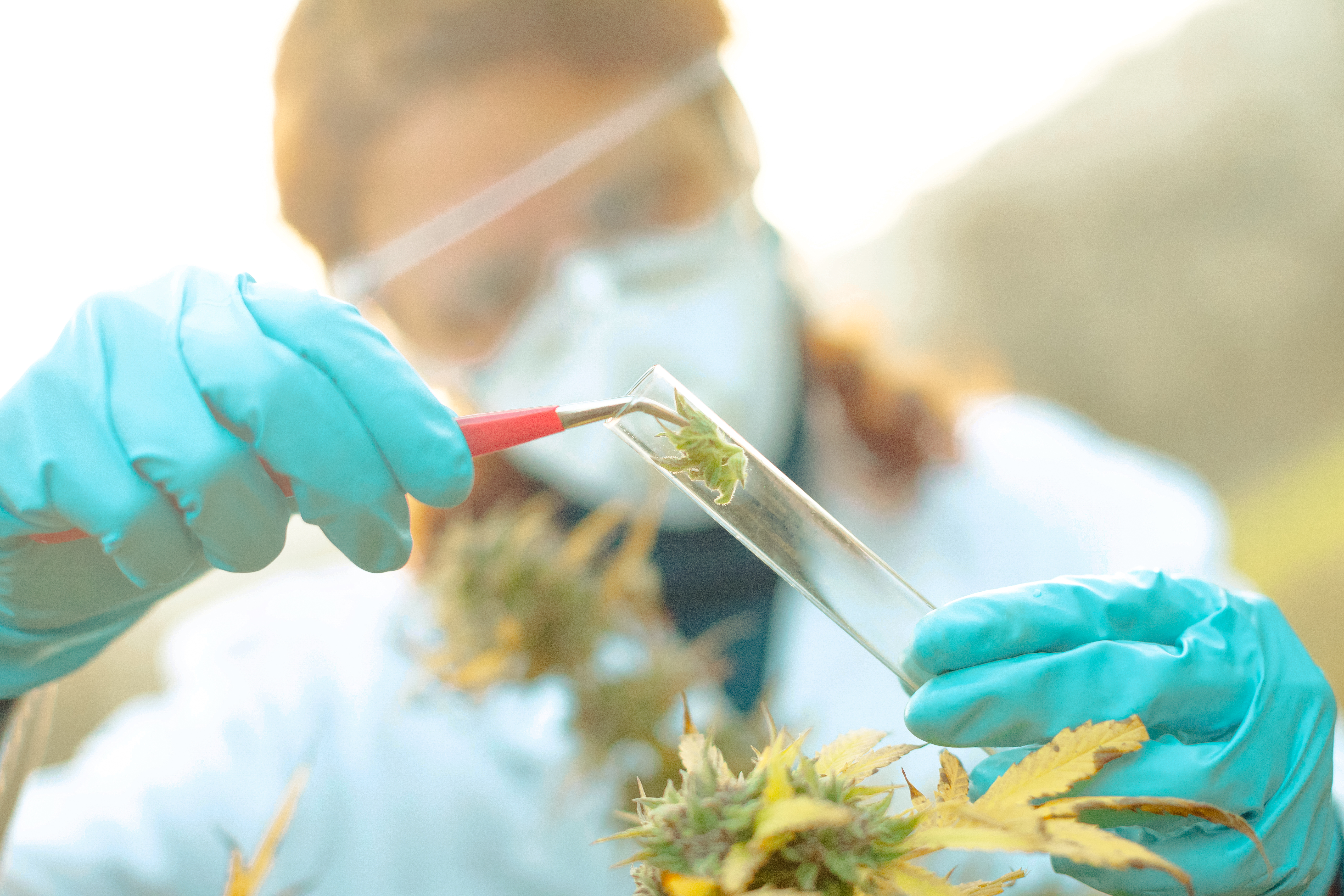 The science behind CBD