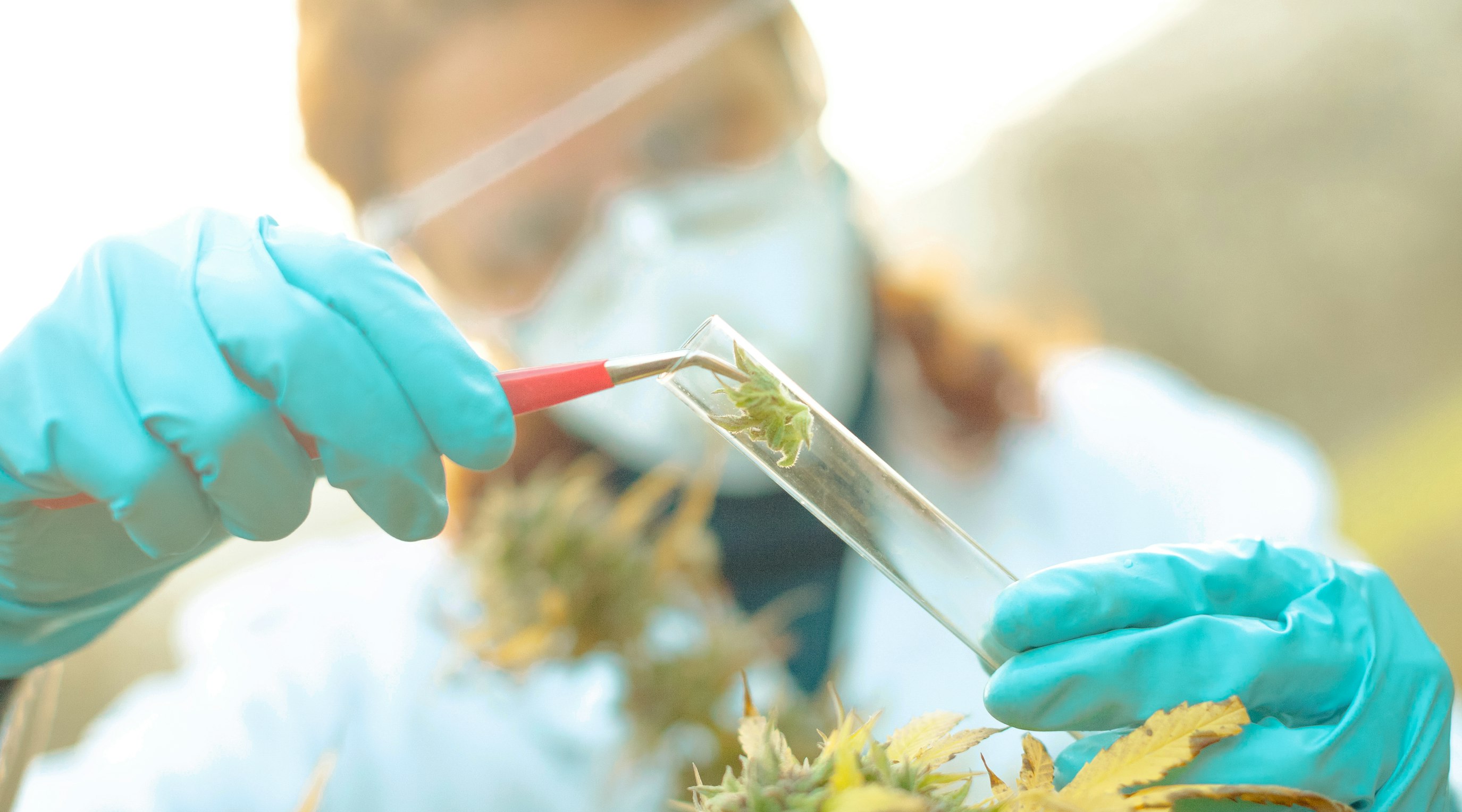 A full guide to the endocannabinoid system A full guide to the endocannabinoid system