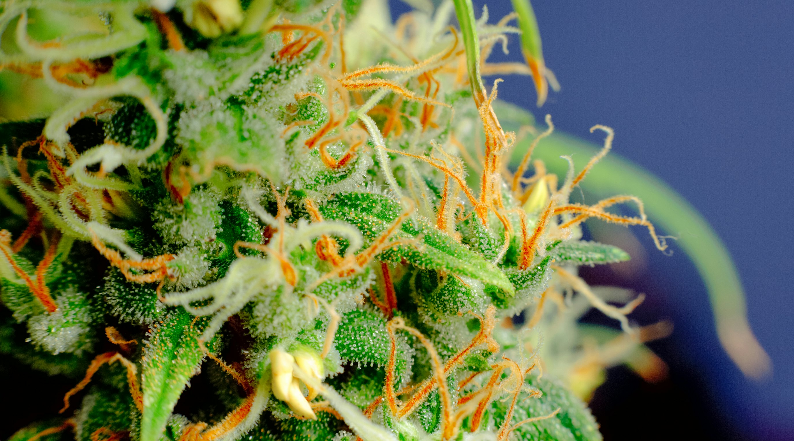 Exploring the anatomy of the cannabis flower Exploring the anatomy of the cannabis flower
