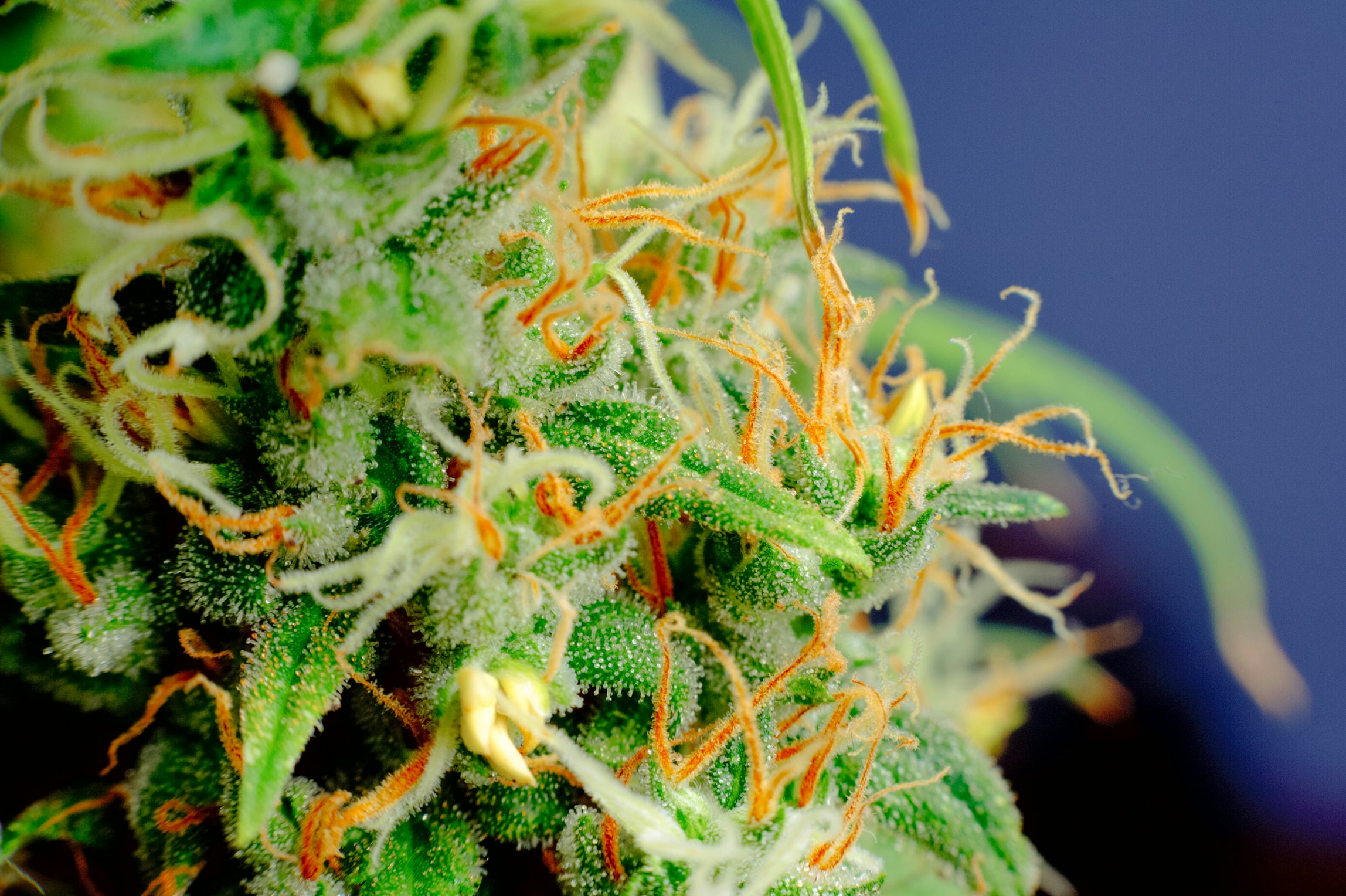 Exploring the anatomy of the cannabis flower