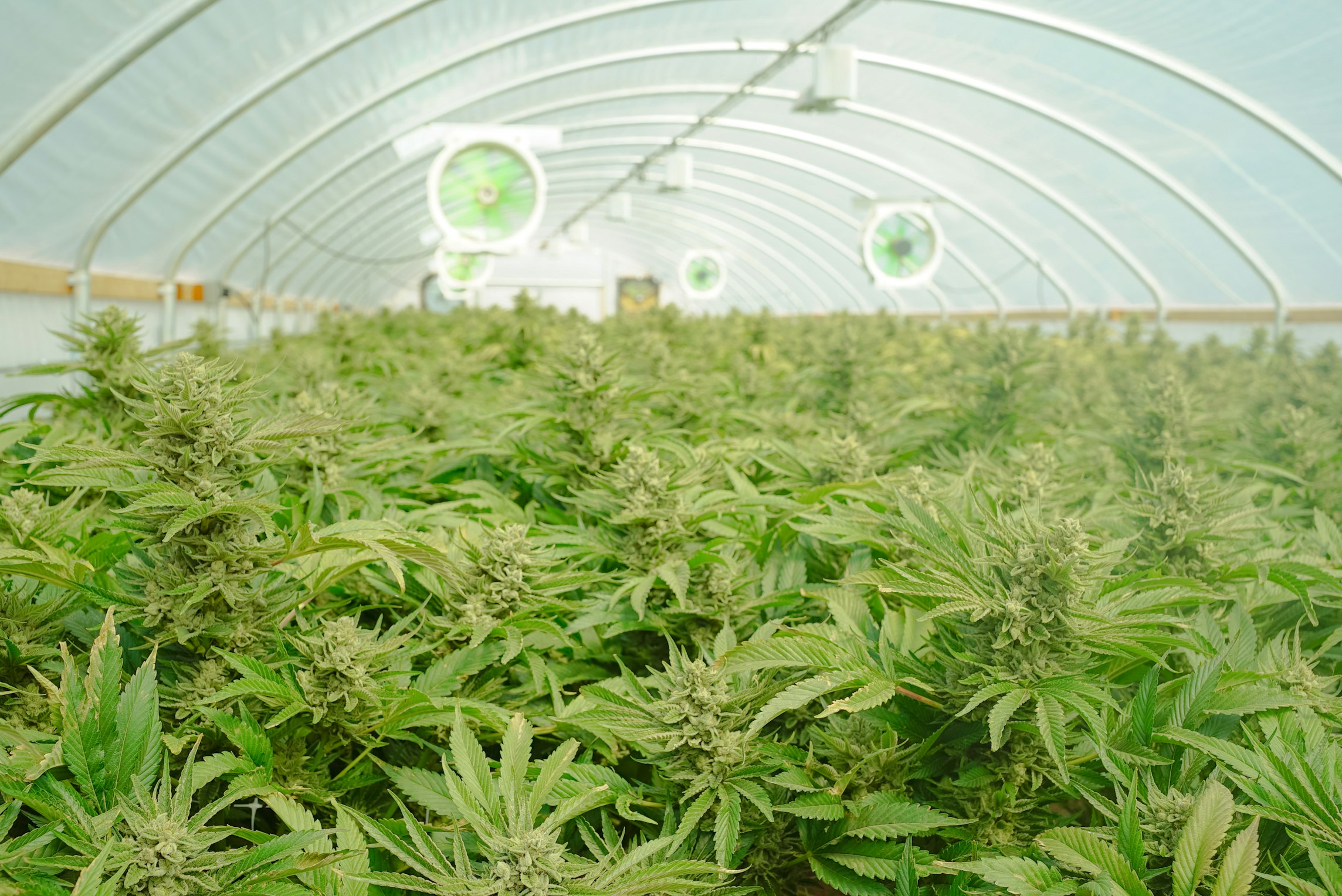 CBD industry growth the stats