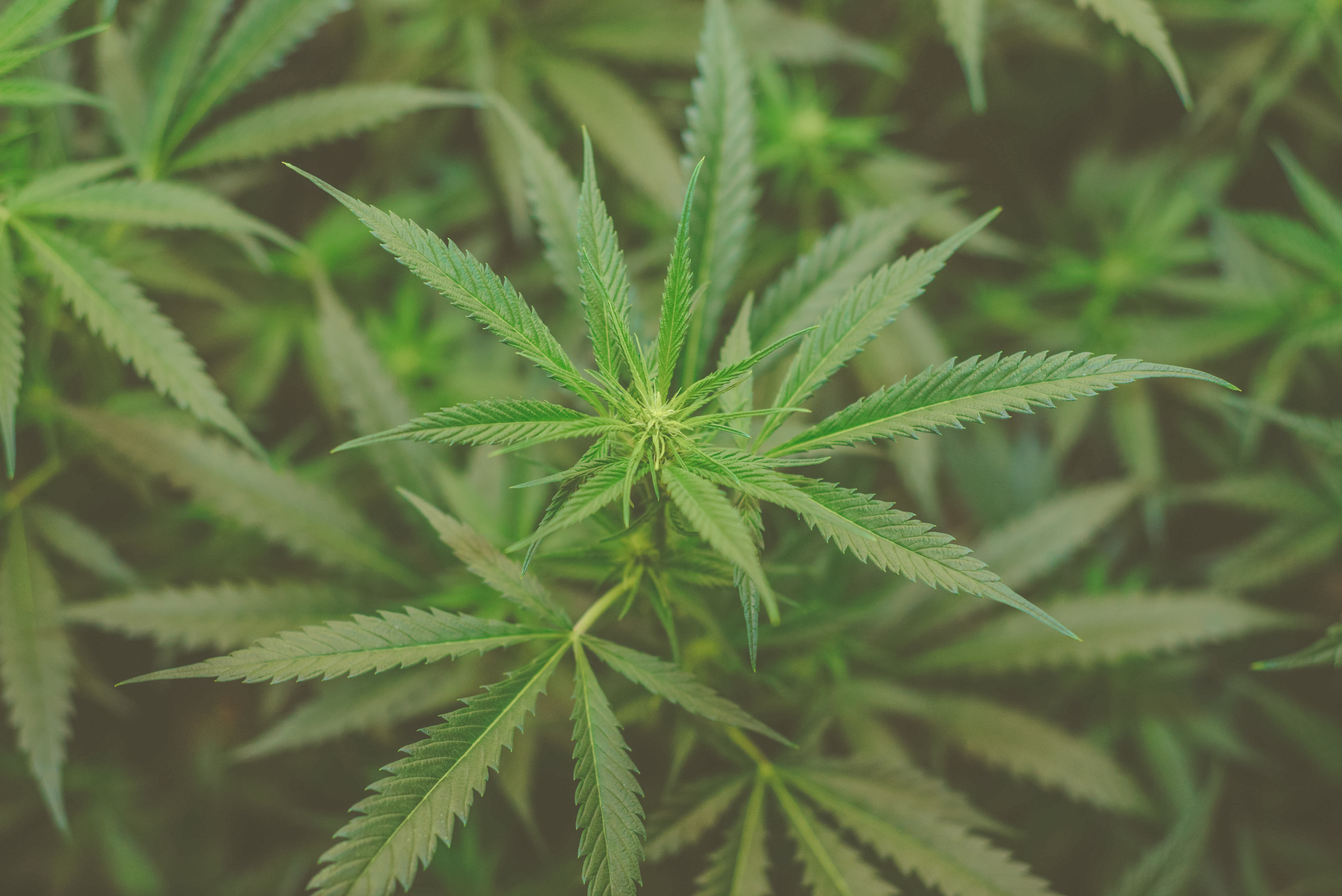 weed cannabis plant