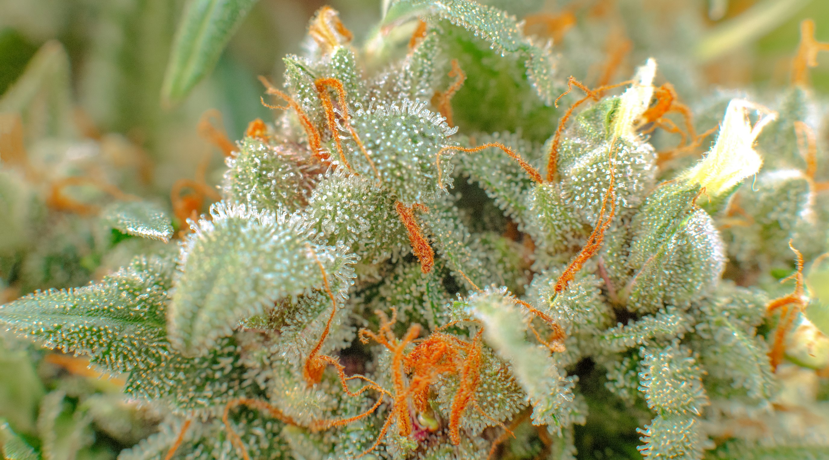 Factors that affect how long CBD stays in your system Factors that affect how long CBD stays in your system