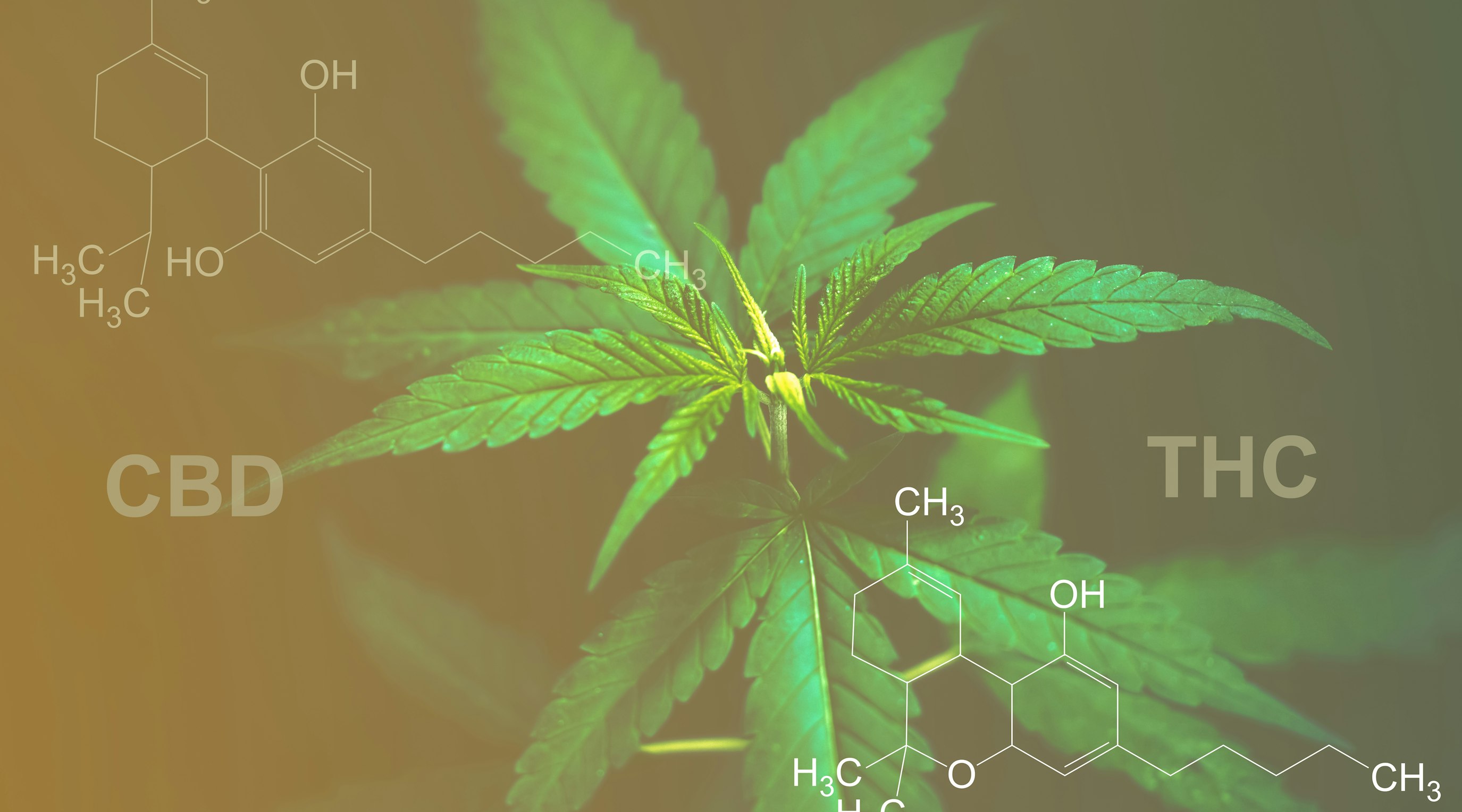 What is broad spectrum CBD? A beginner’s guide