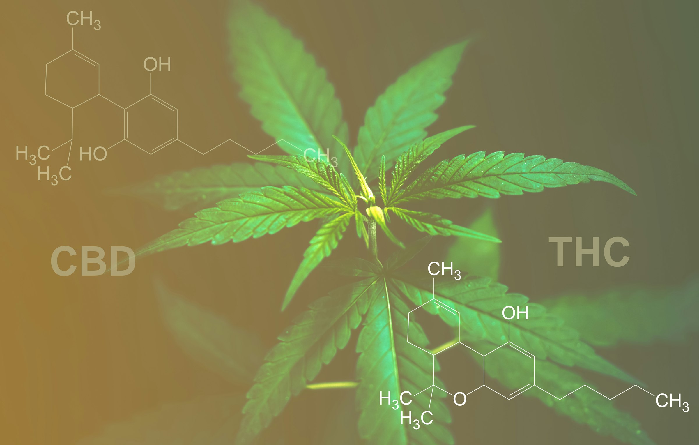 What is broad spectrum CBD? A beginner’s guide