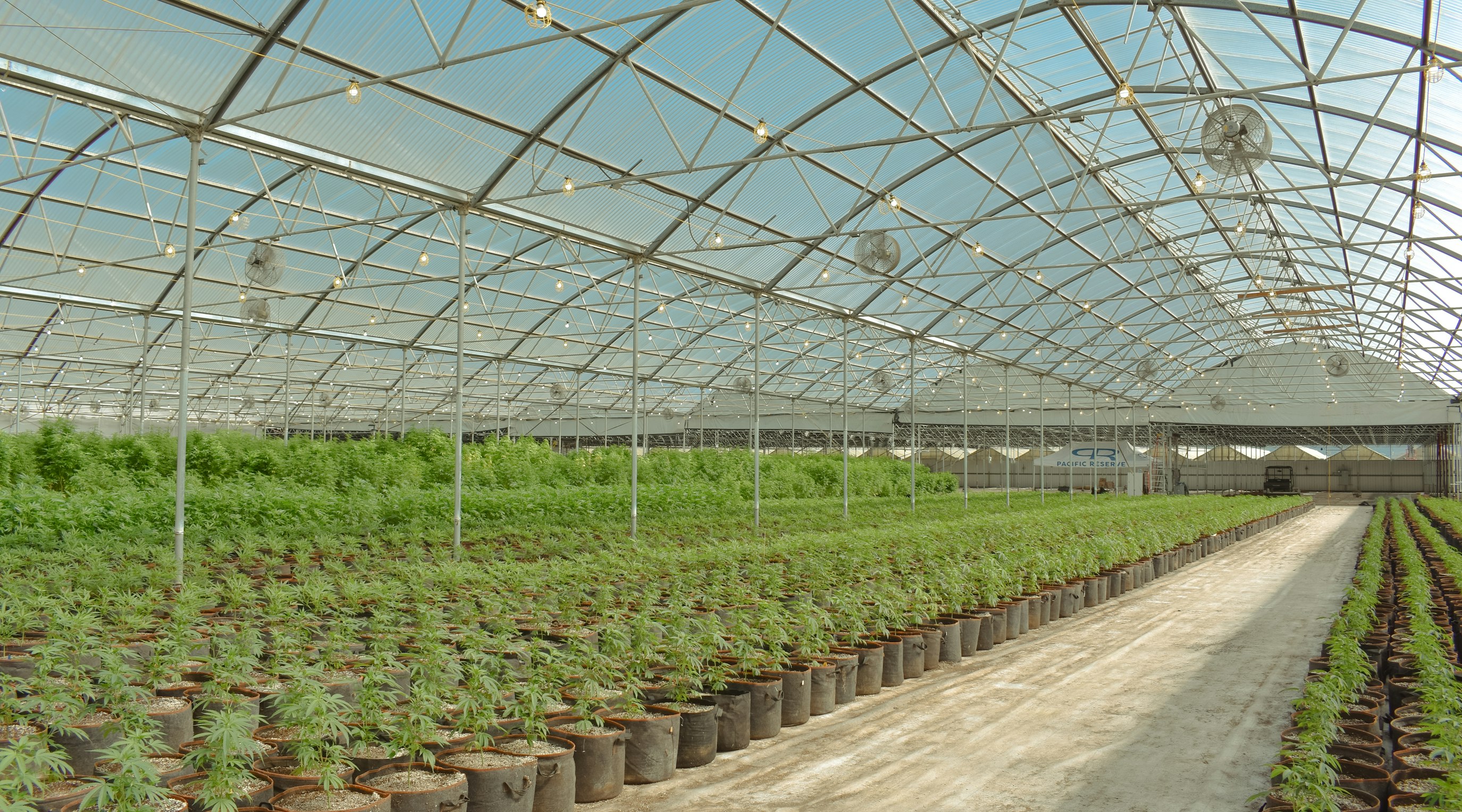 The CBD market growth - UK Trends and projections The CBD market growth - UK Trends and projections