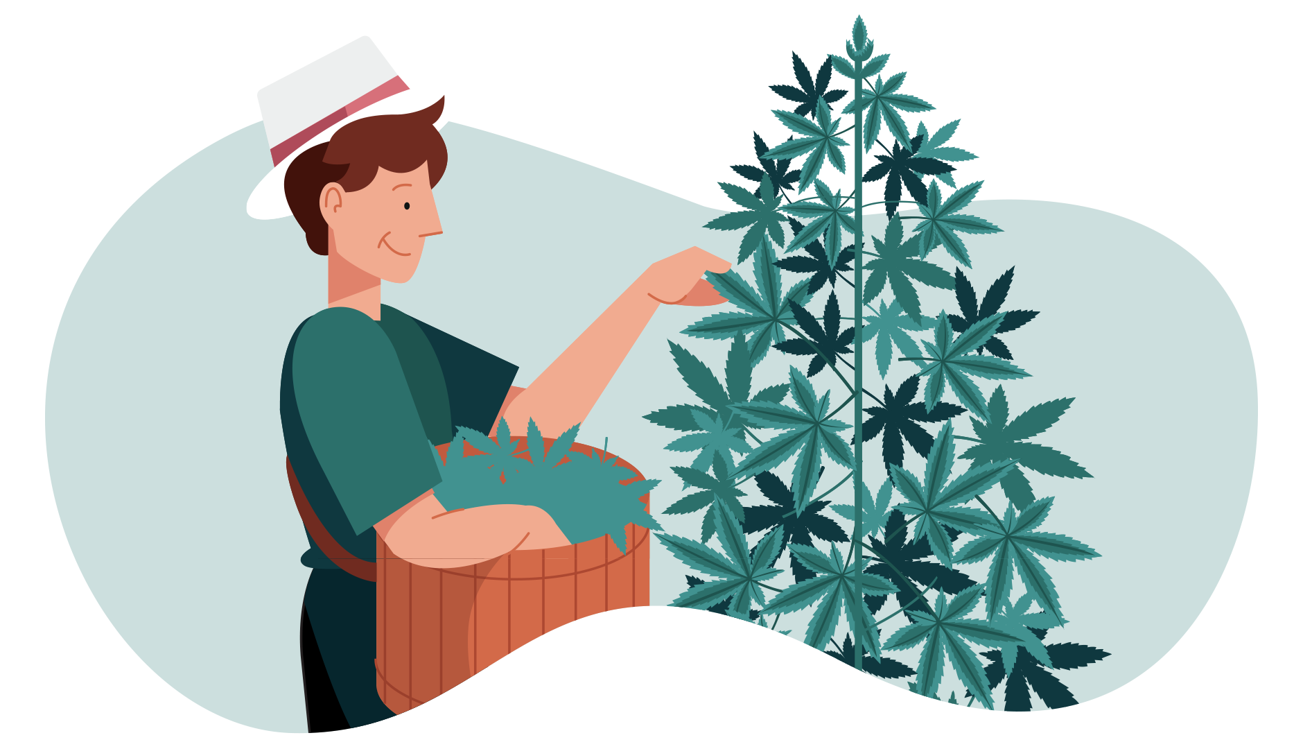 cannabis weed