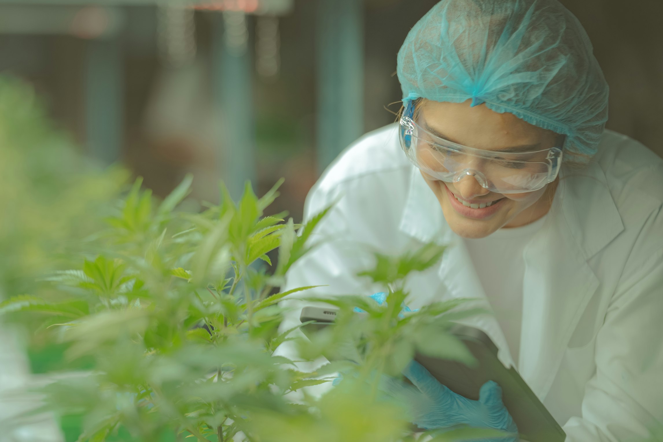 How to get a medical cannabis cultivation licence in the UK How to get a medical cannabis cultivation licence in the UK