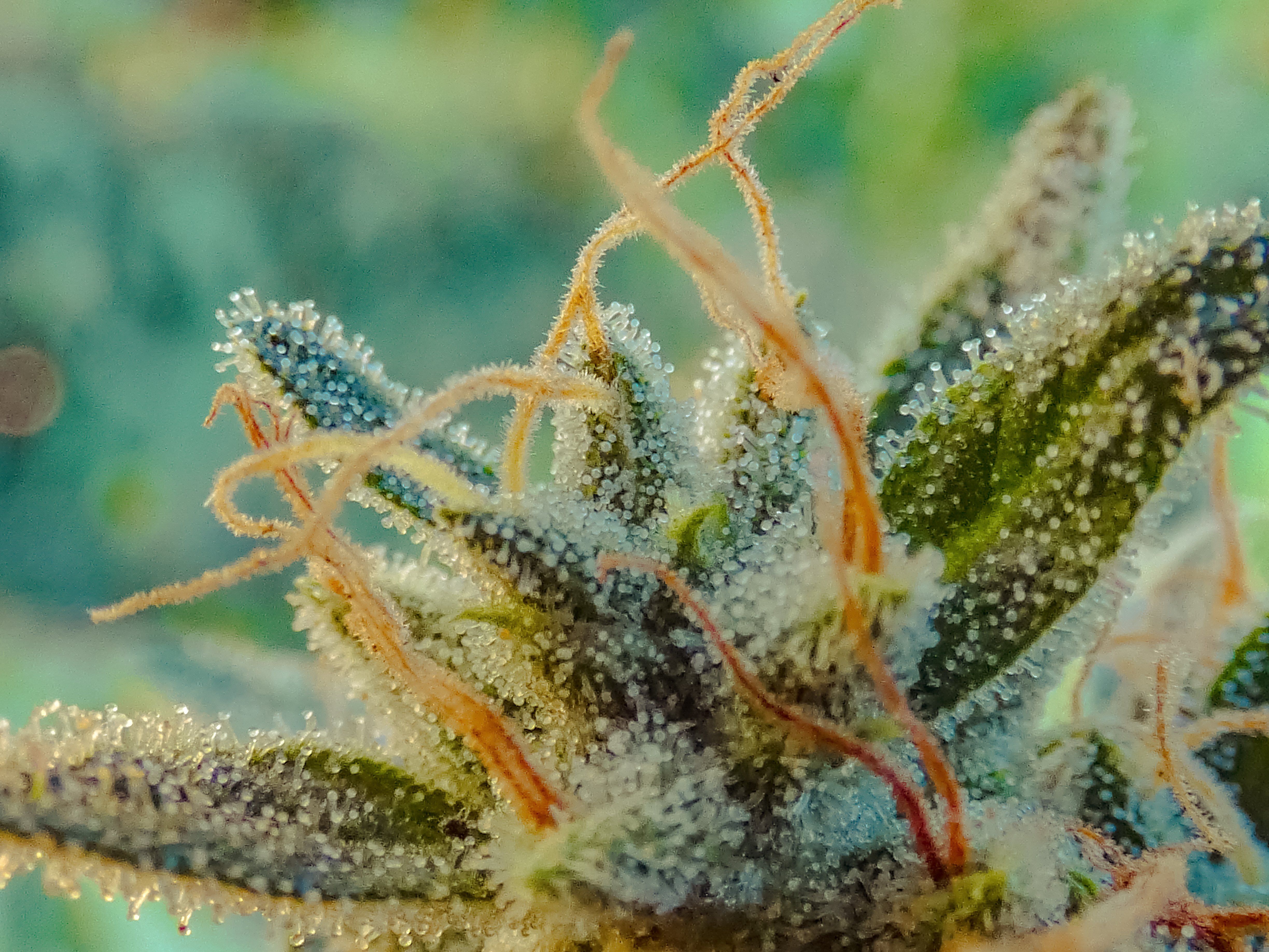 Terpenes that may help induce sleep