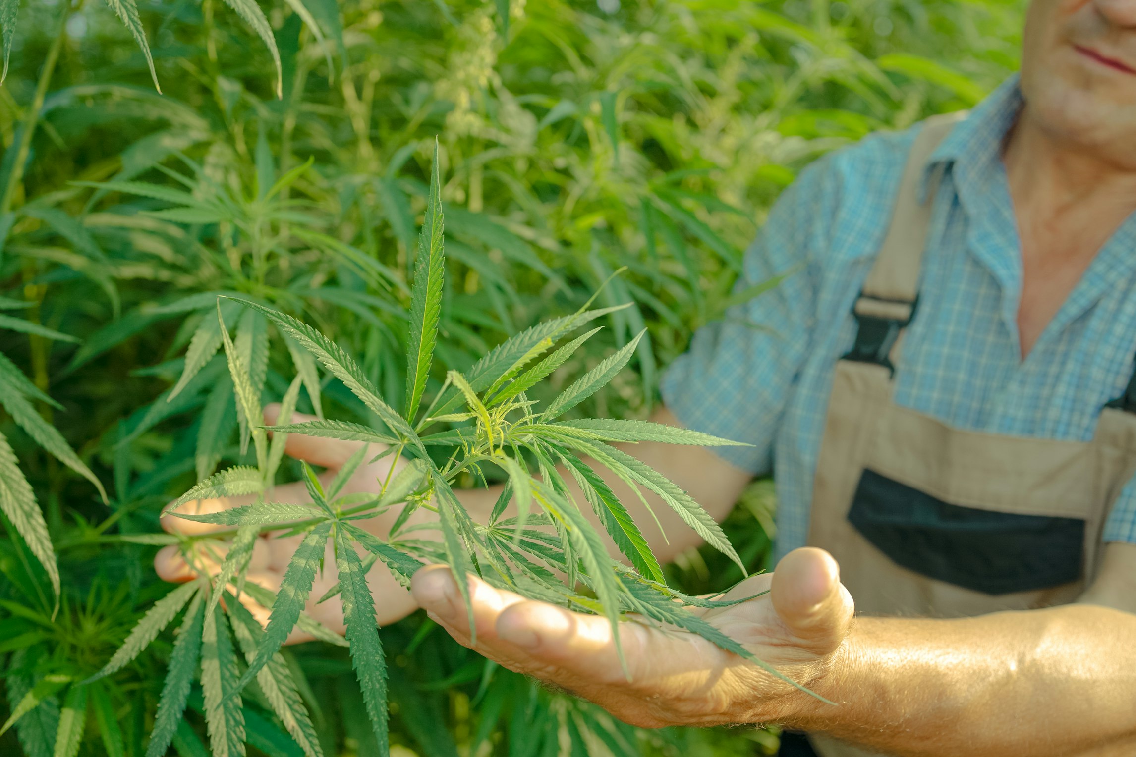 Is hemp tea legal in the UK? Is hemp tea legal in the UK?