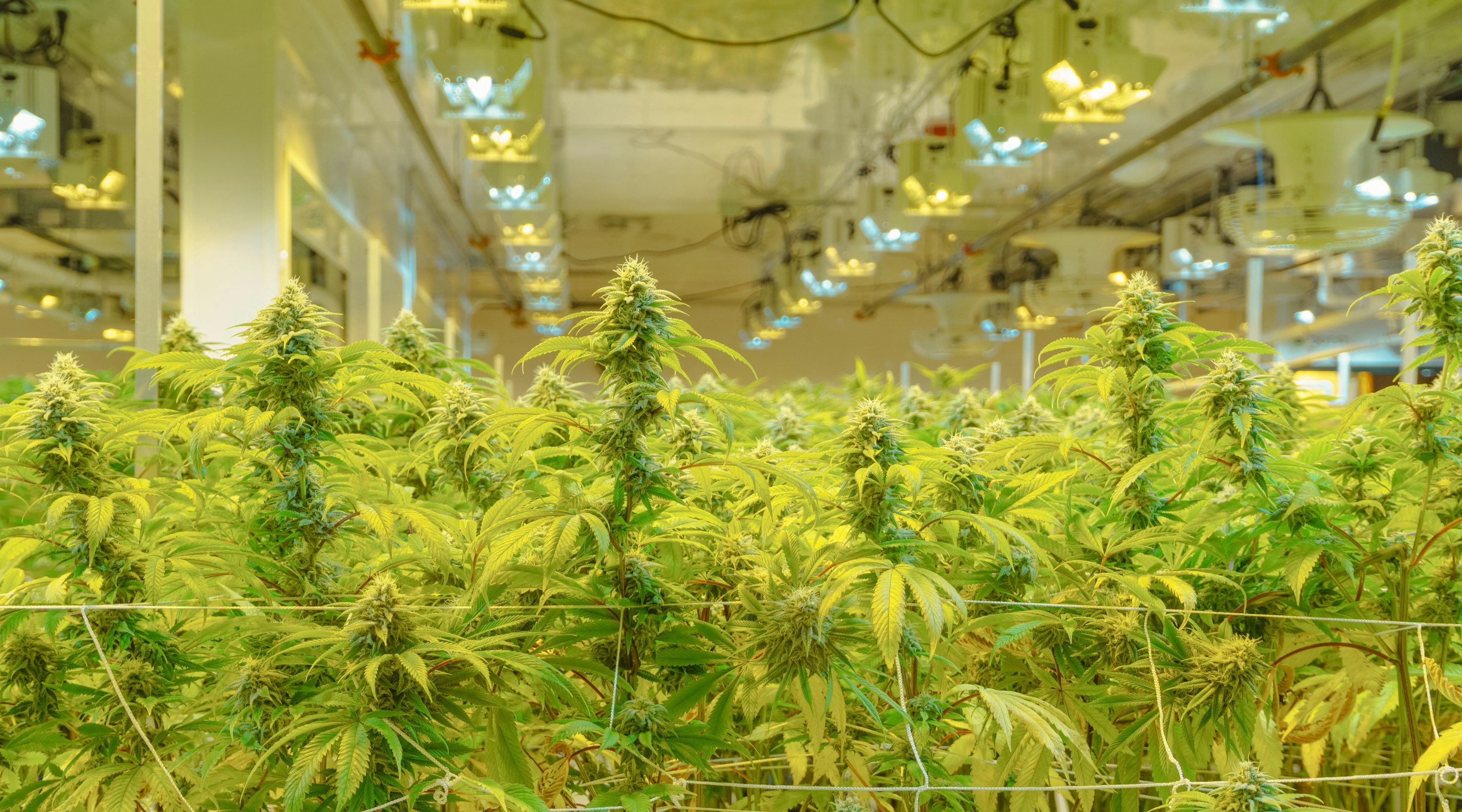 Is hemp cultivation legal in the UK? Is hemp cultivation legal in the UK?