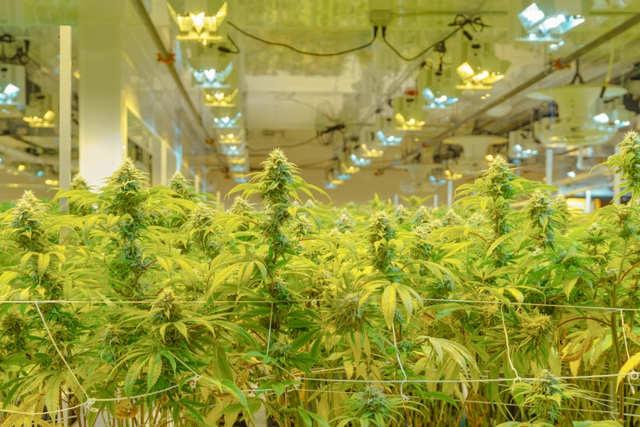 Is hemp cultivation legal in the UK?