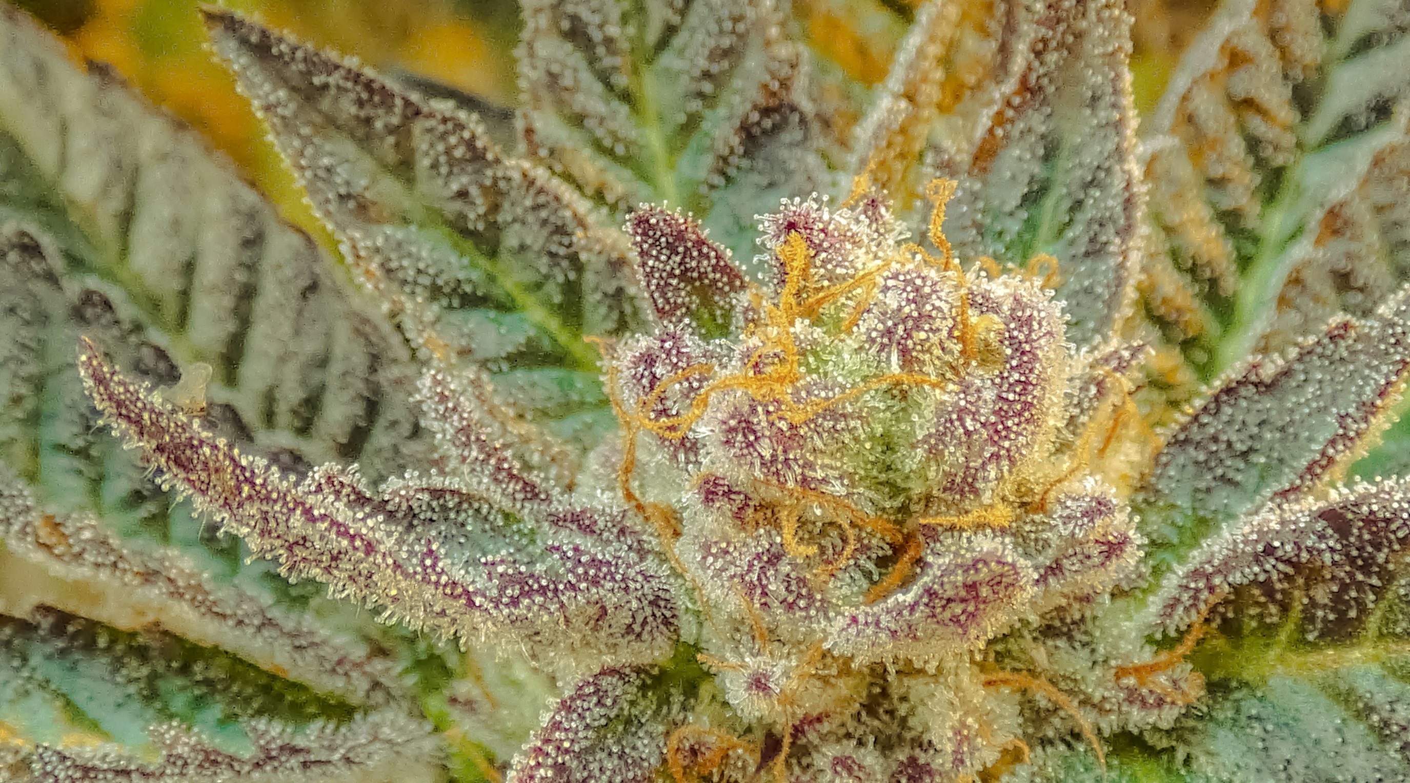 What THC percentage is considered high THC? What THC percentage is considered high THC?