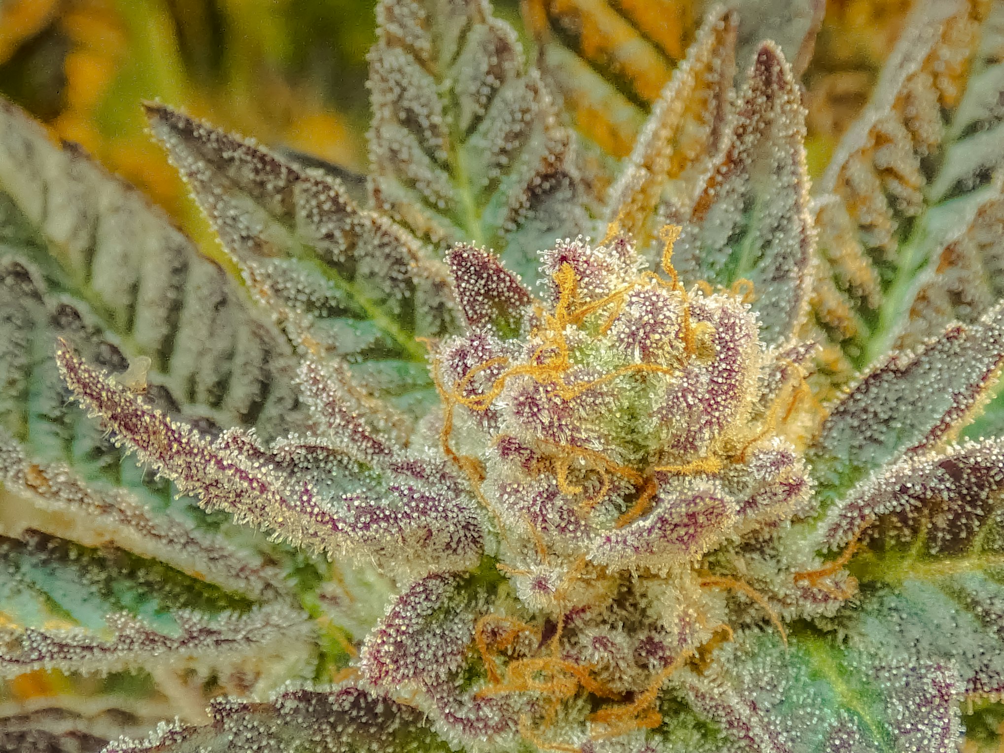 What THC percentage is considered high THC?