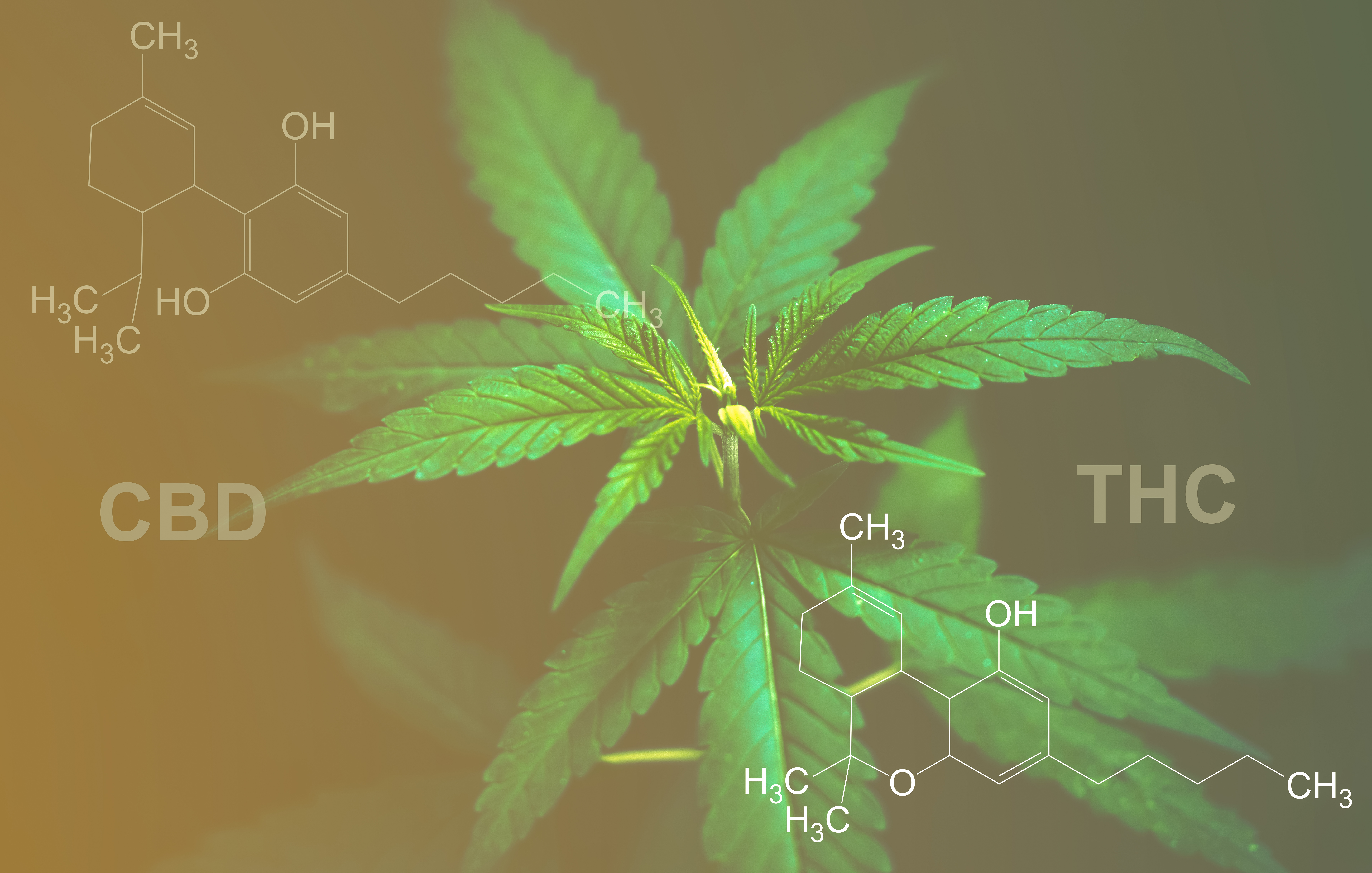 CBD THC