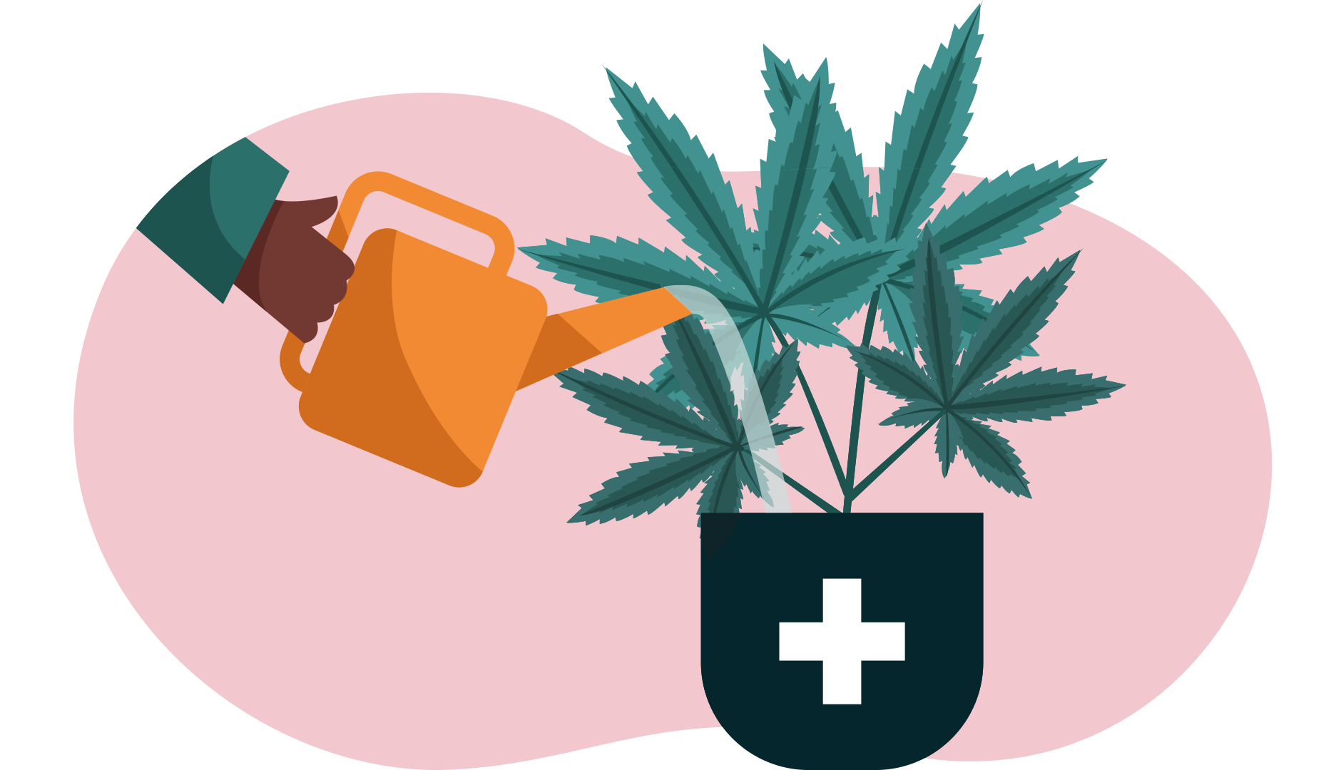 cannabis weed