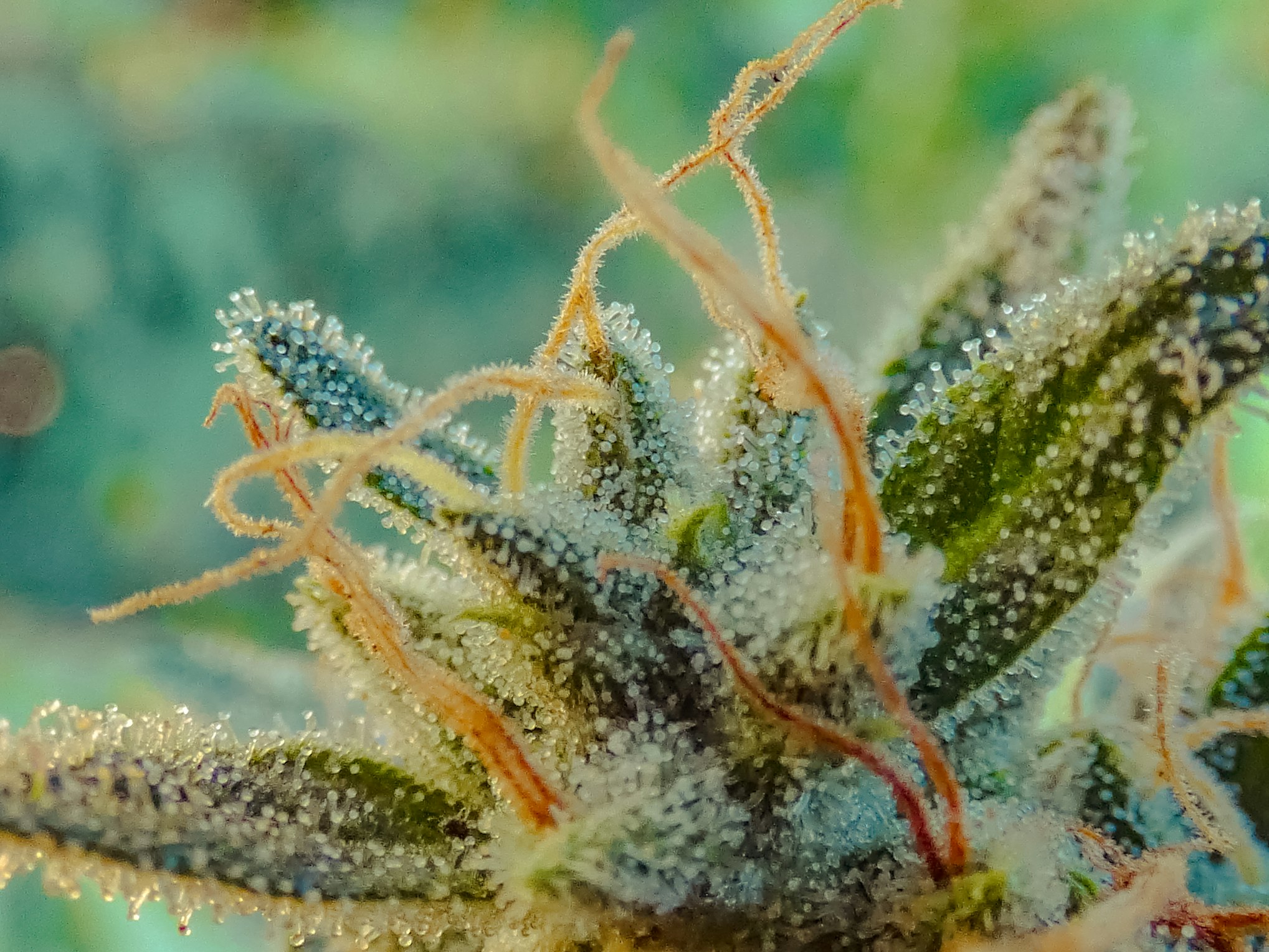 What is THC and how does it work in the body What is THC and how does it work in the body