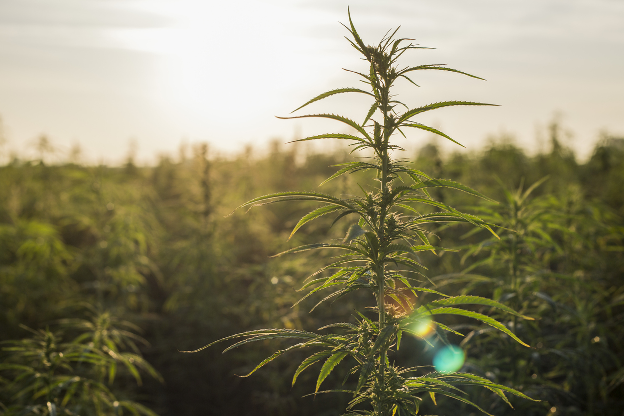 Five years of medical cannabis regulatory challenges and outlook for the future