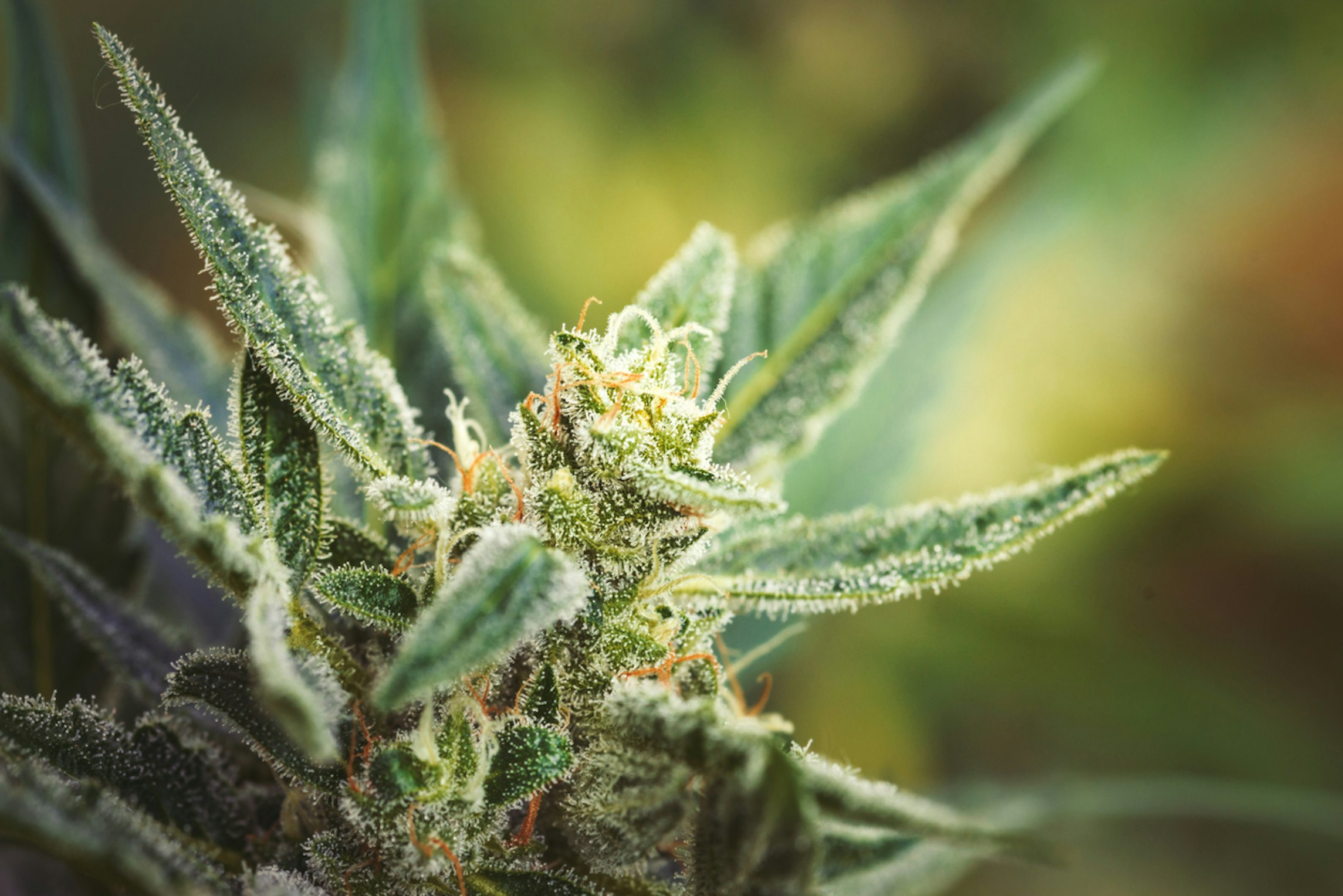 Alt Text: Close-up of medical cannabis flower used in medical cannabis treatment