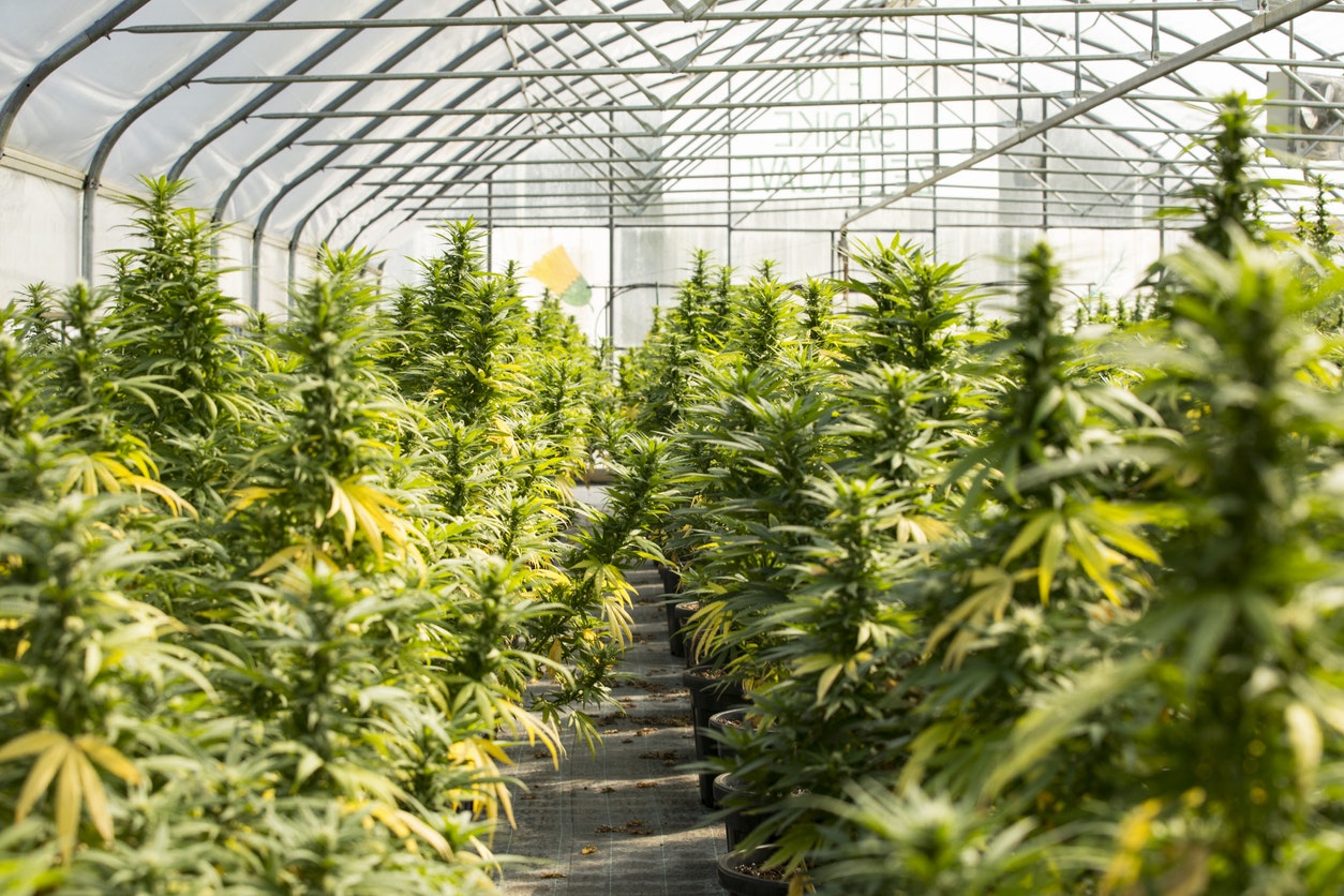 medical cannabis gains uk