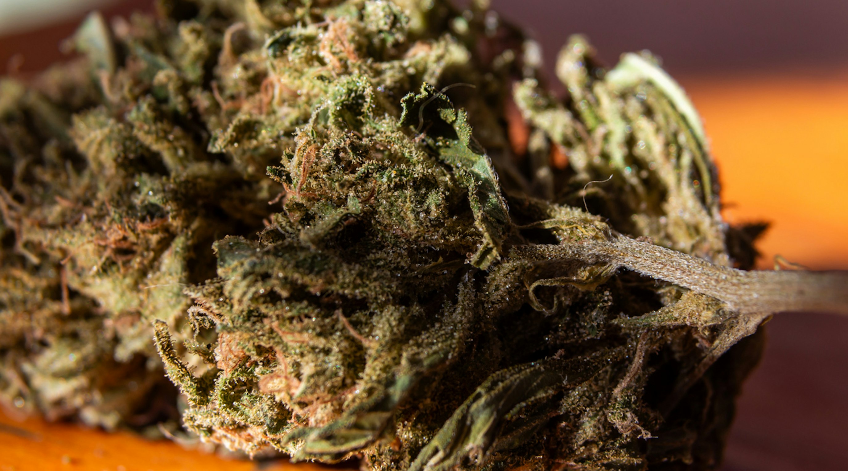 Close-up of medical cannabis buds used for medical cannabis treatment