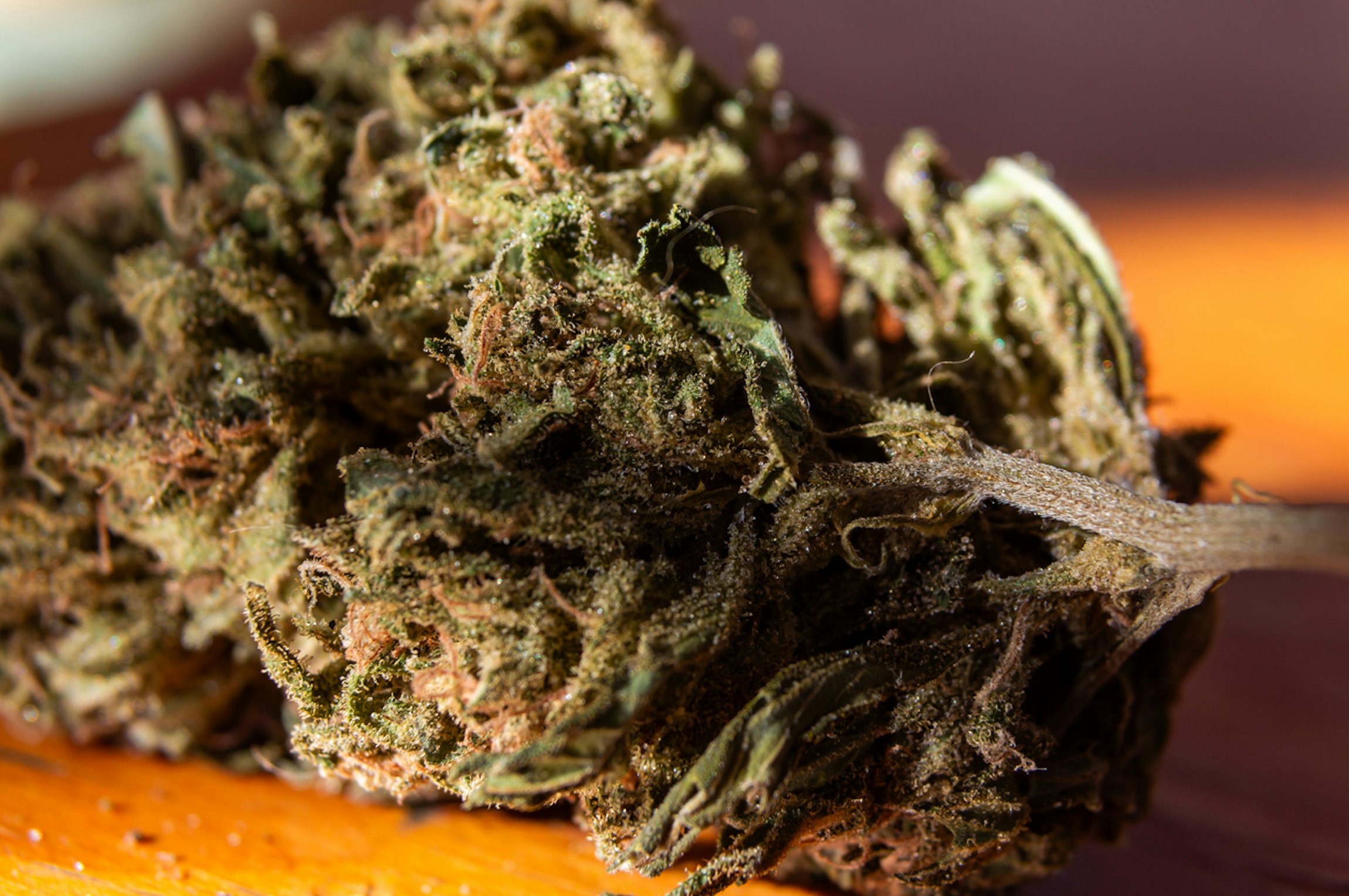 Close-up of medical cannabis buds used for medical cannabis treatment