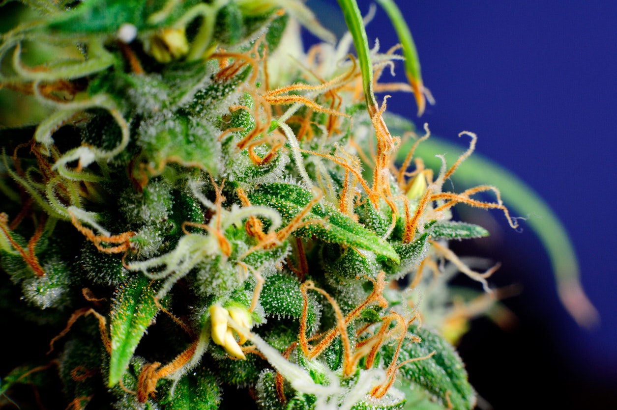 Myth 6: THC isn’t medical. It only gets you high