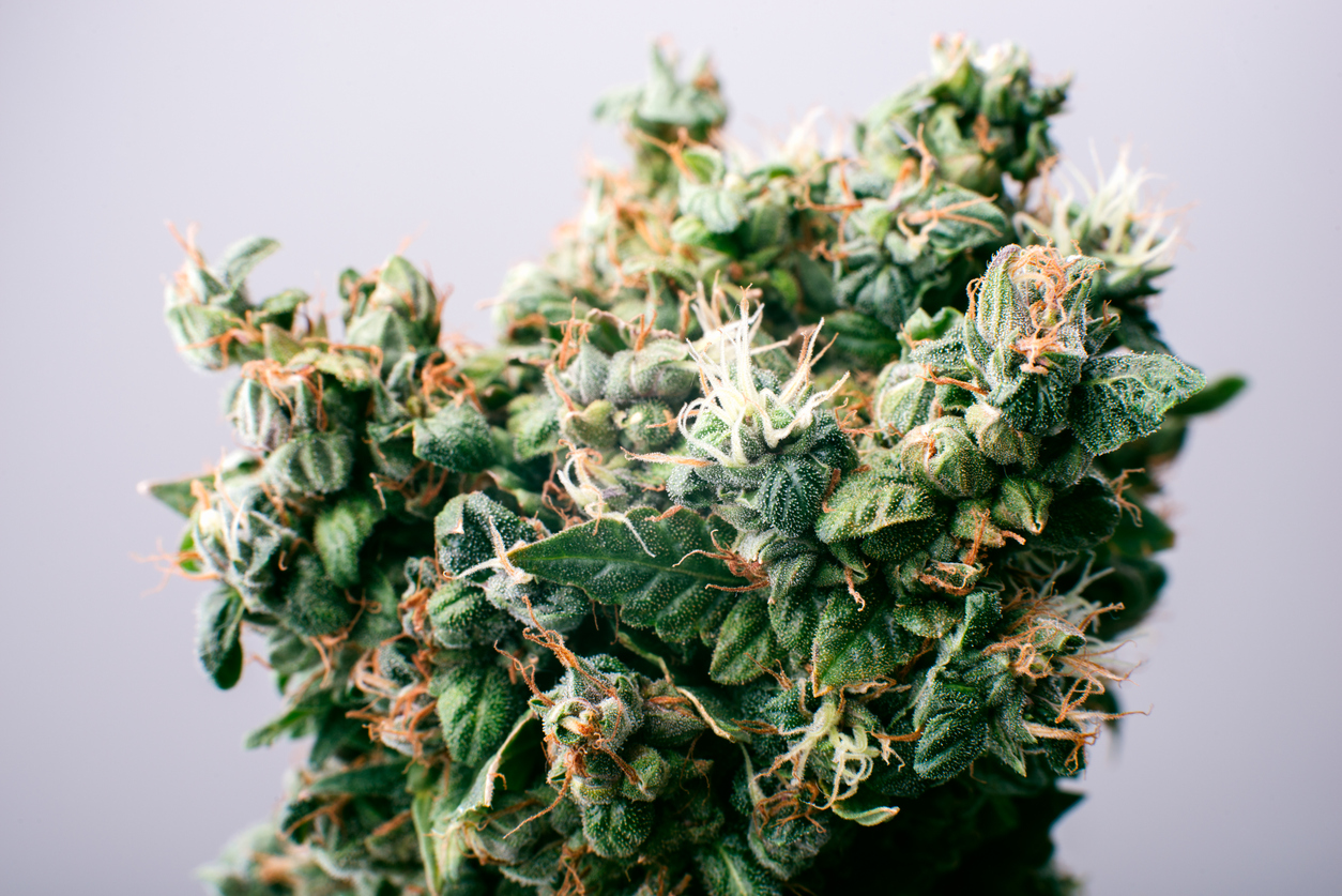 the smell of cannabis terpenes