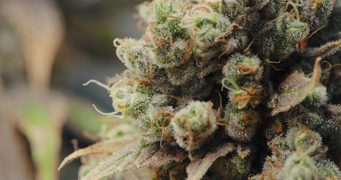 flavionoids and the small of cannabis