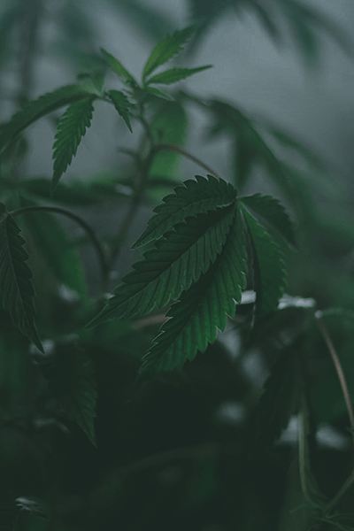 Medical cannabis treatment with various cannabis products