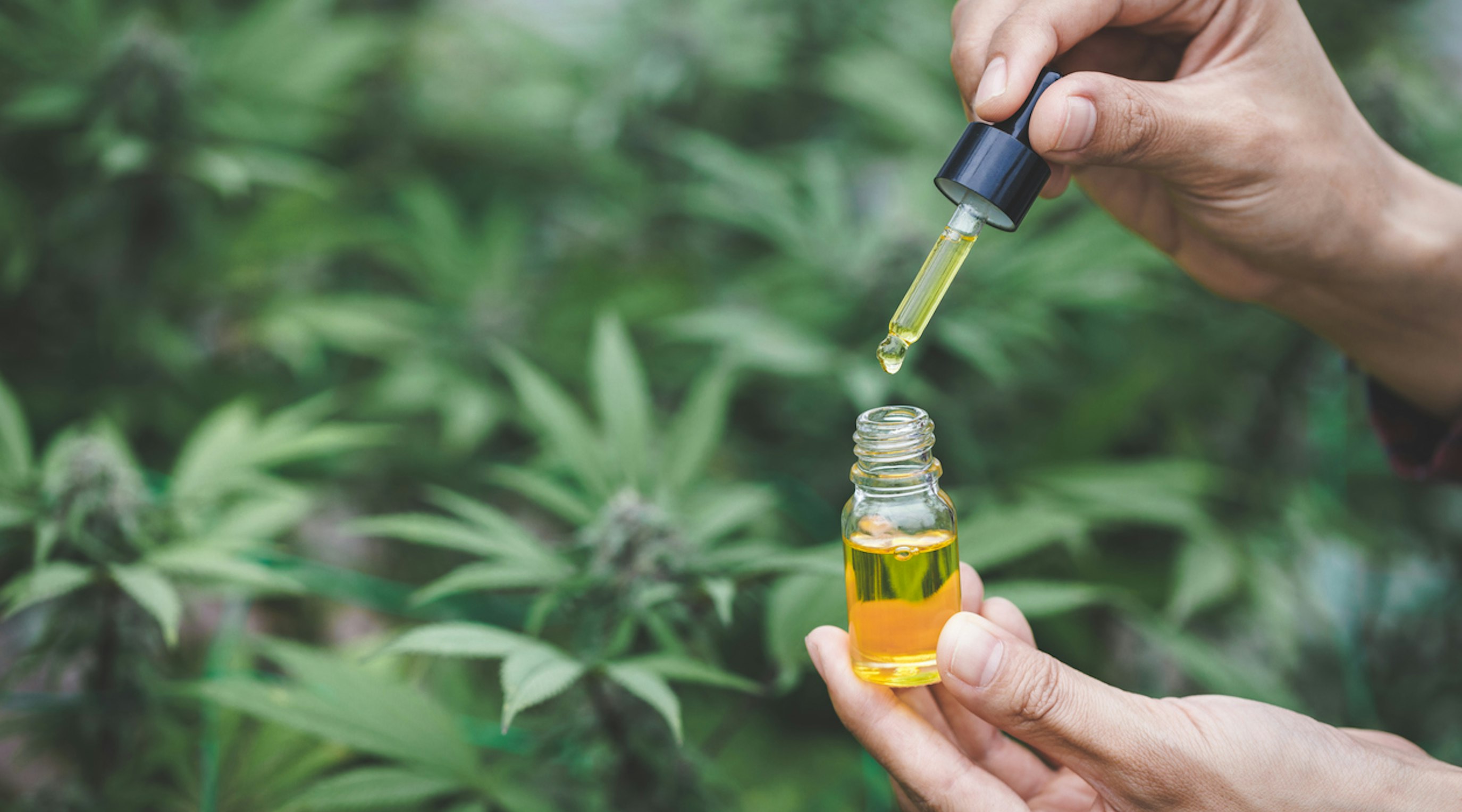 Various cannabinoids found in medical cannabis for medical cannabis treatment