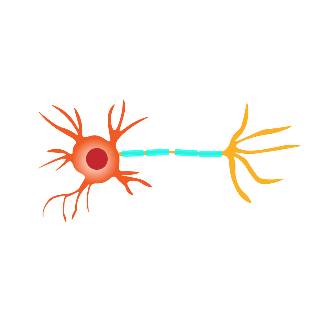 What is the endocannabinoid system?