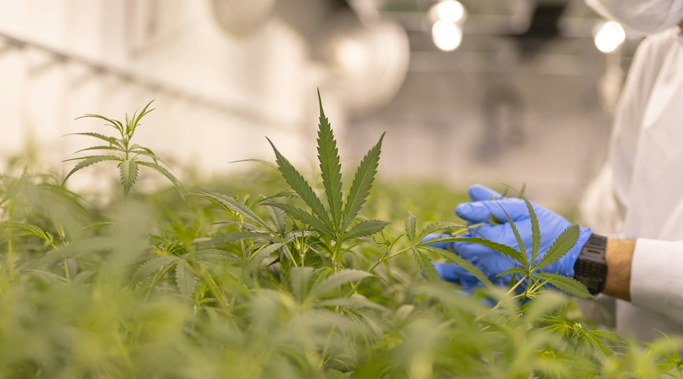 irradiated medical cannabis for medical cannabis treatment